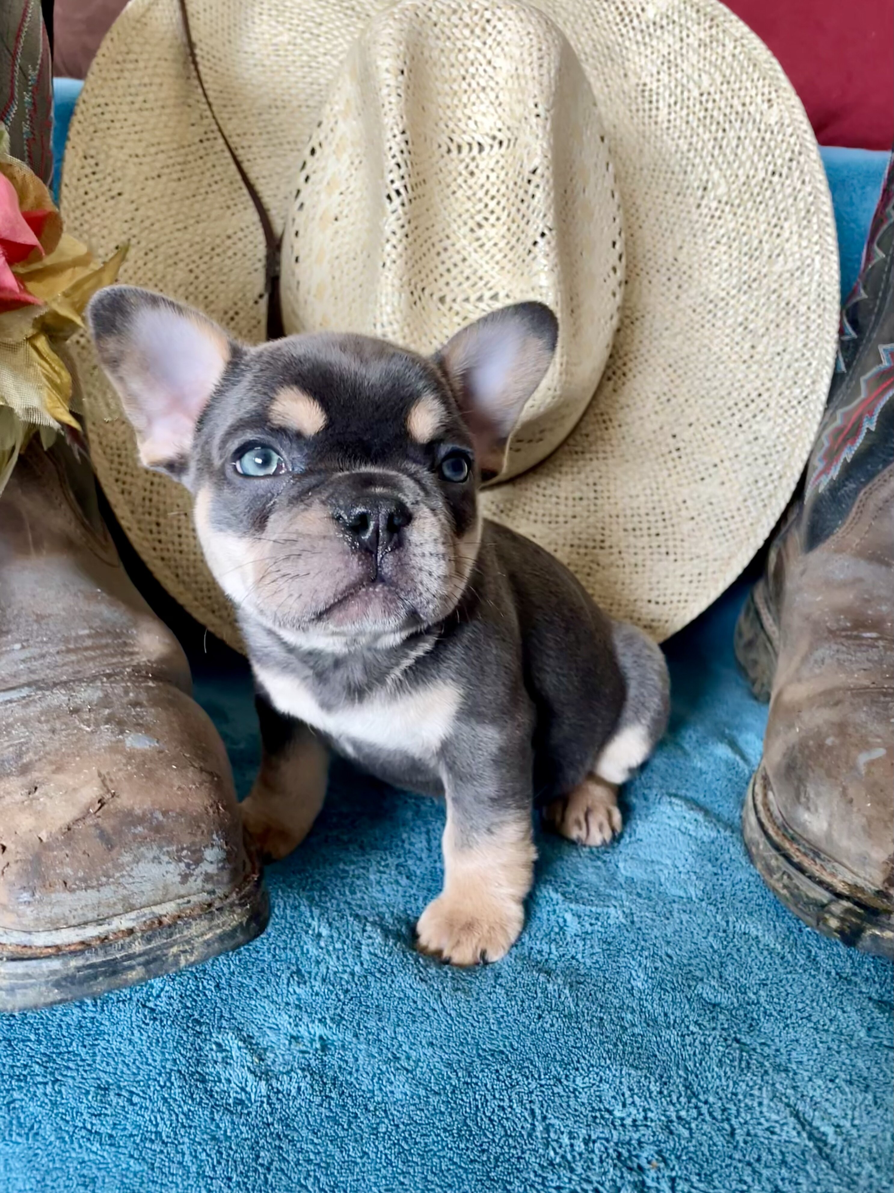 French Bulldog Puppies image 4