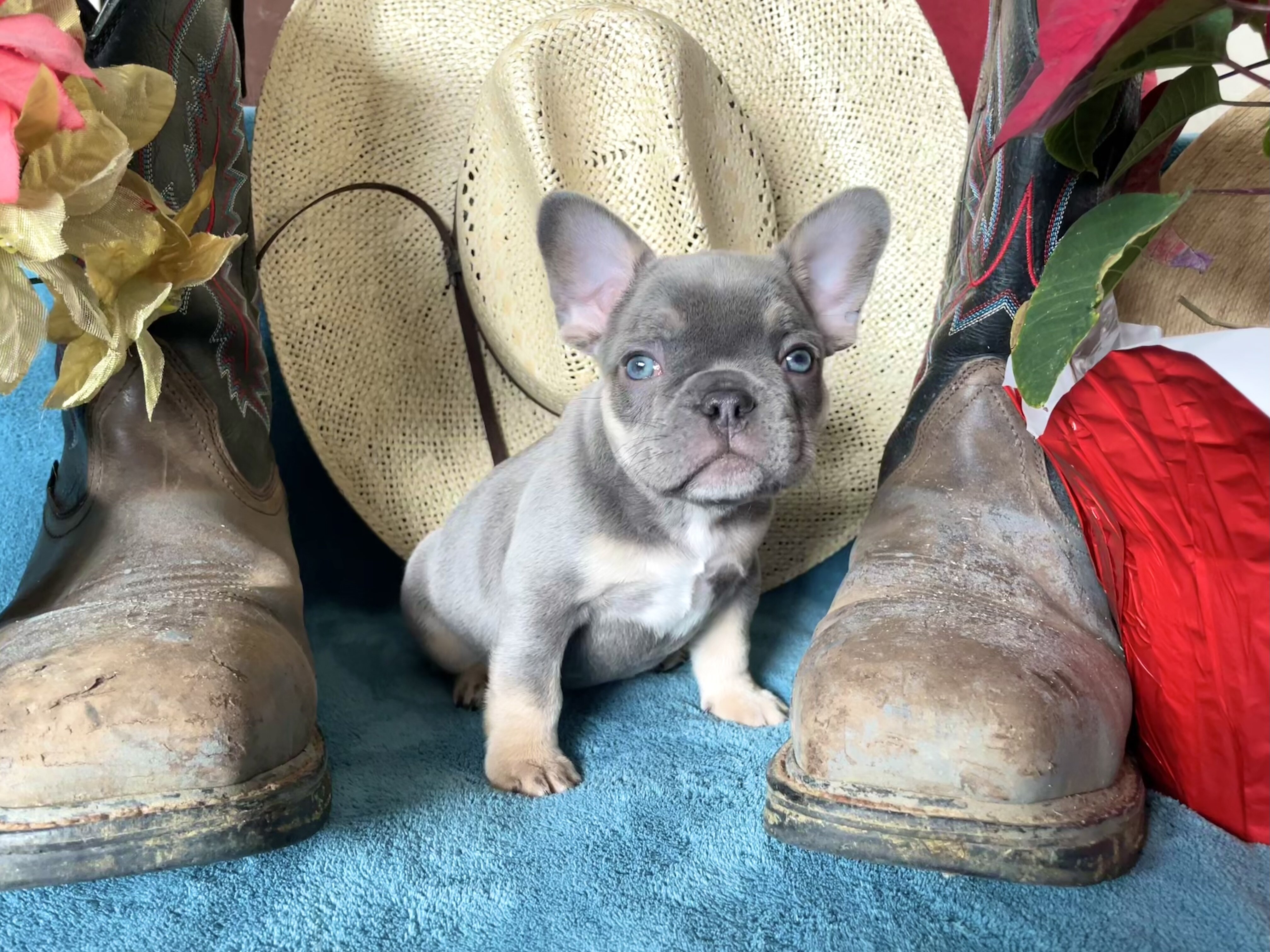 French Bulldog Puppies image 3