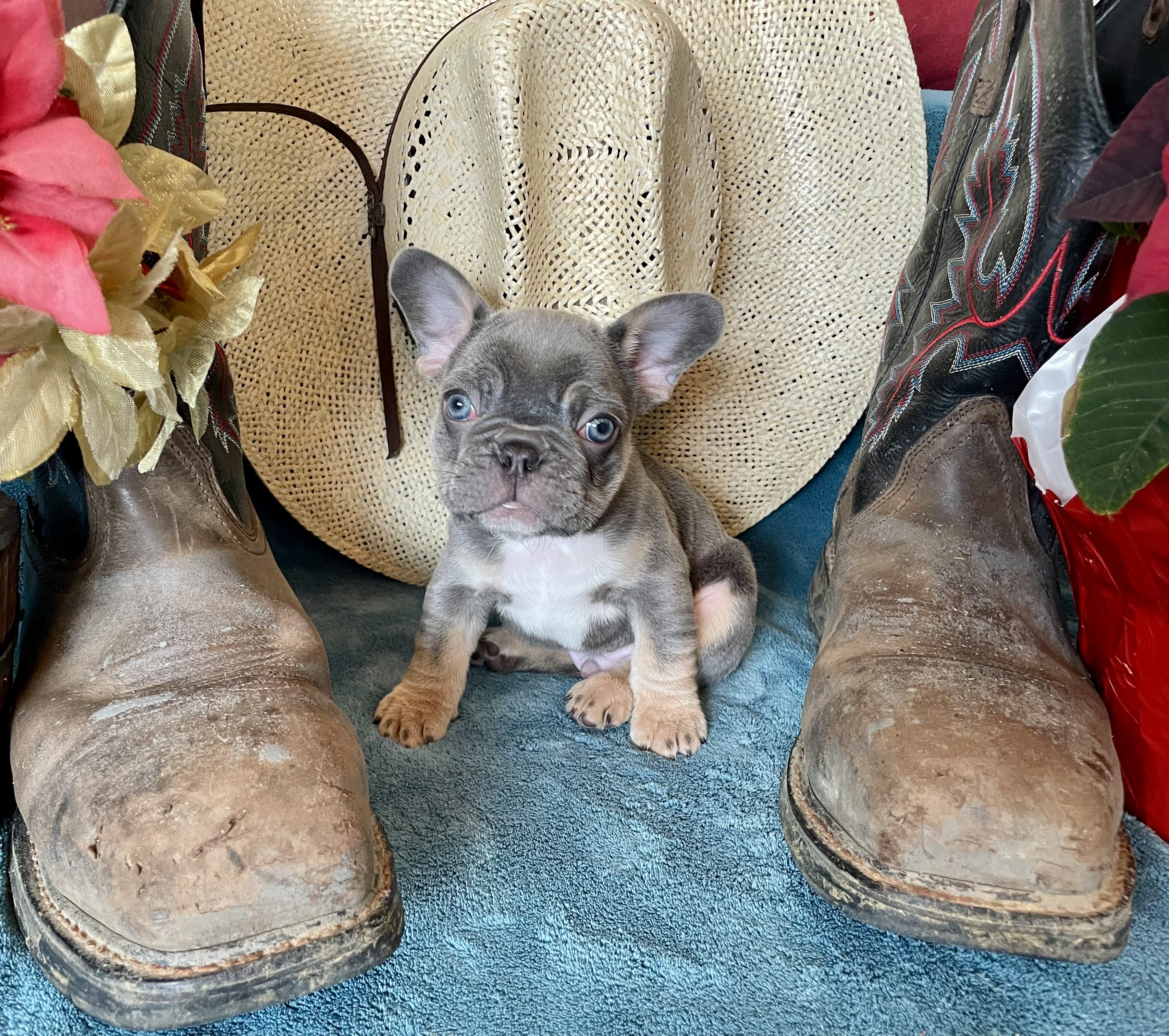 French Bulldog Puppies image 7