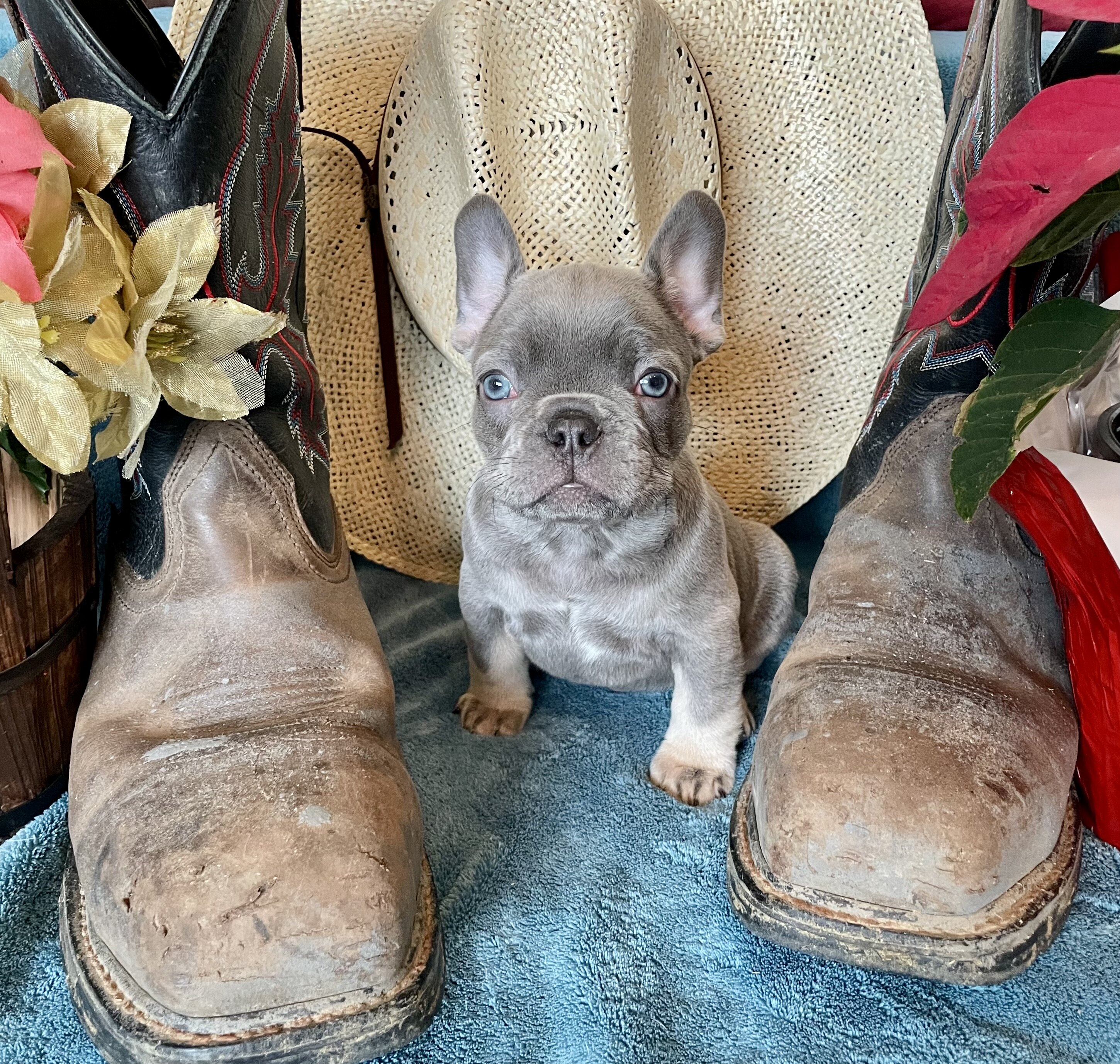 French Bulldog Puppies image 5