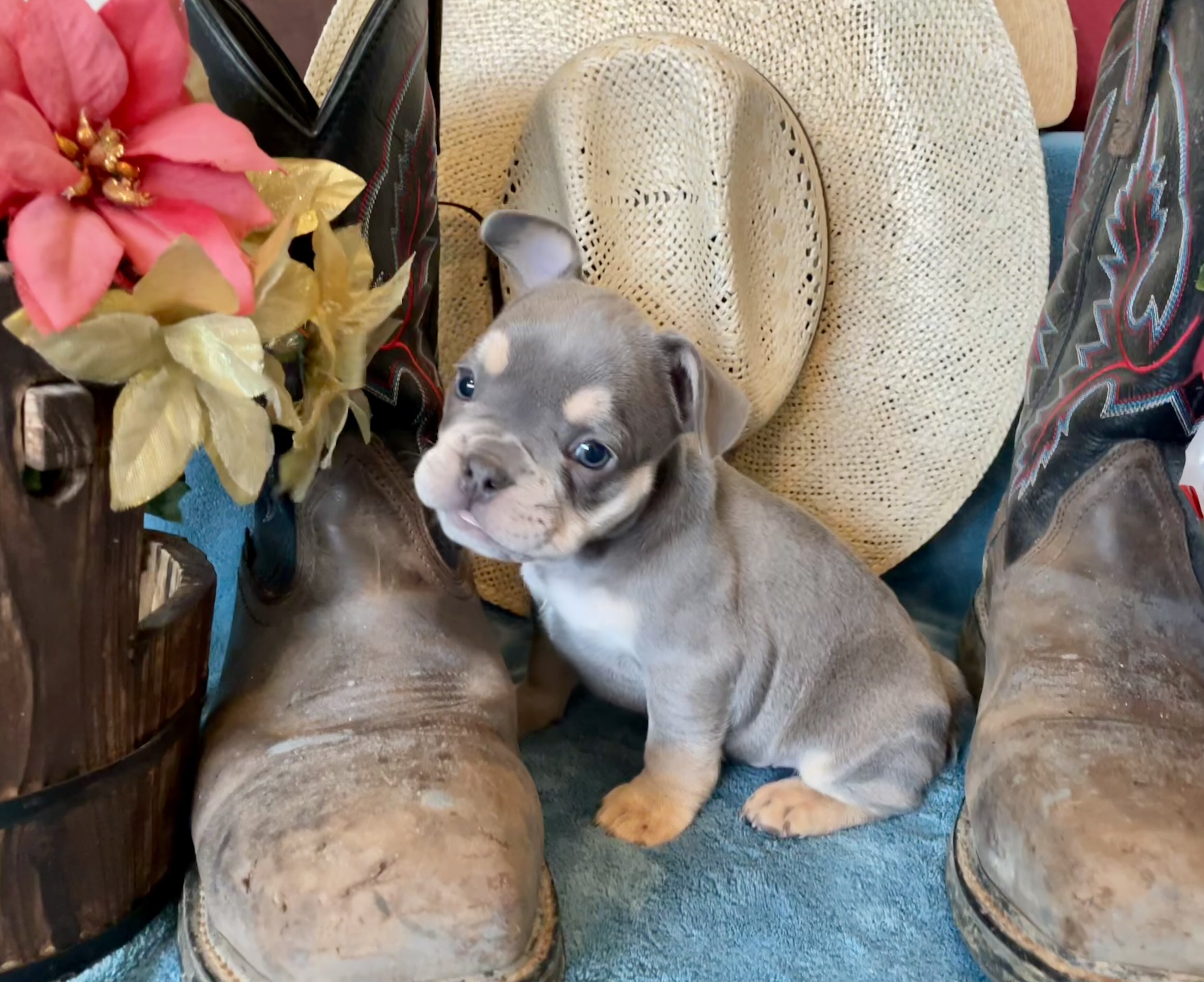 French Bulldog Puppies image 6