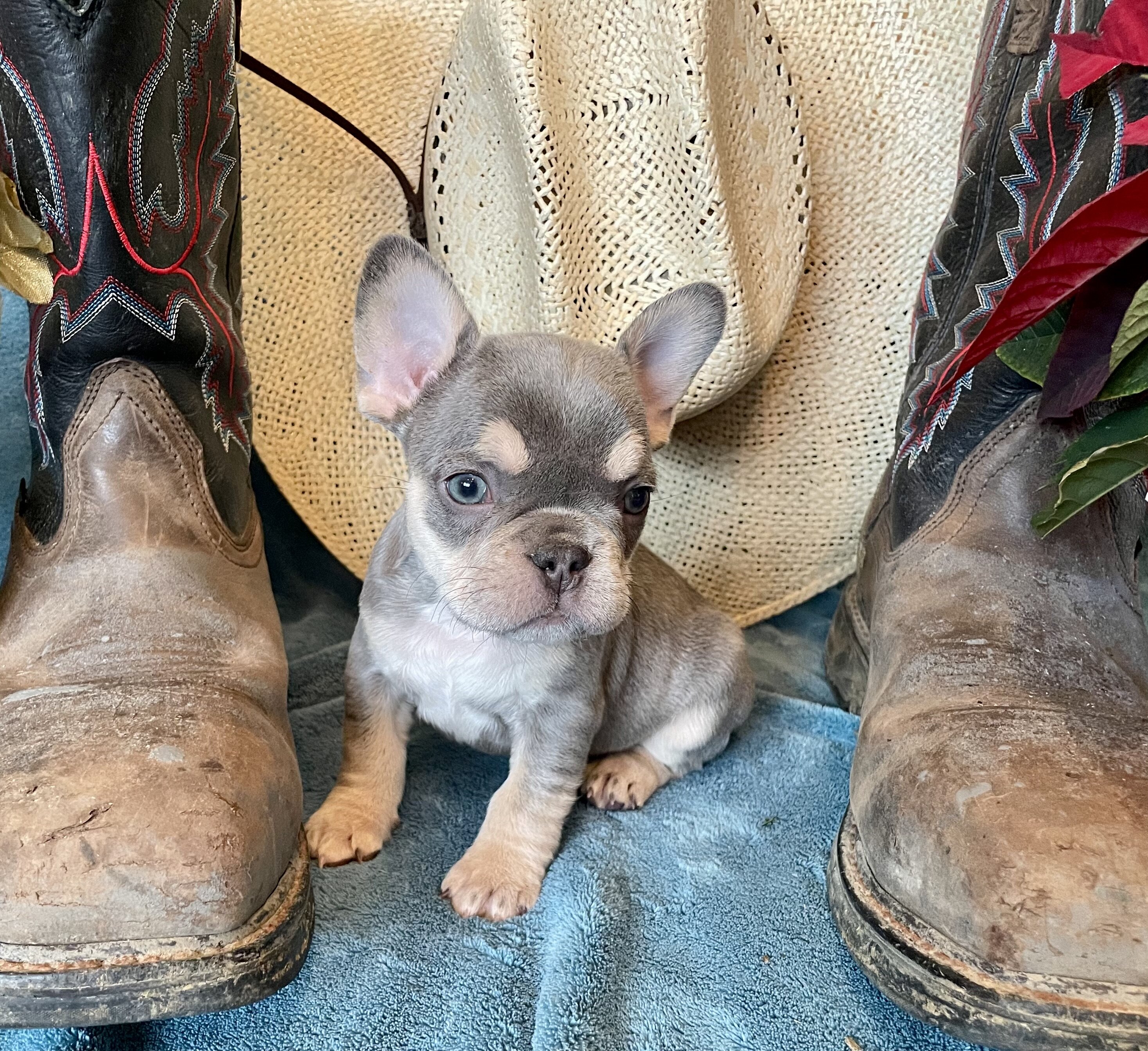 French Bulldog Puppies image 8