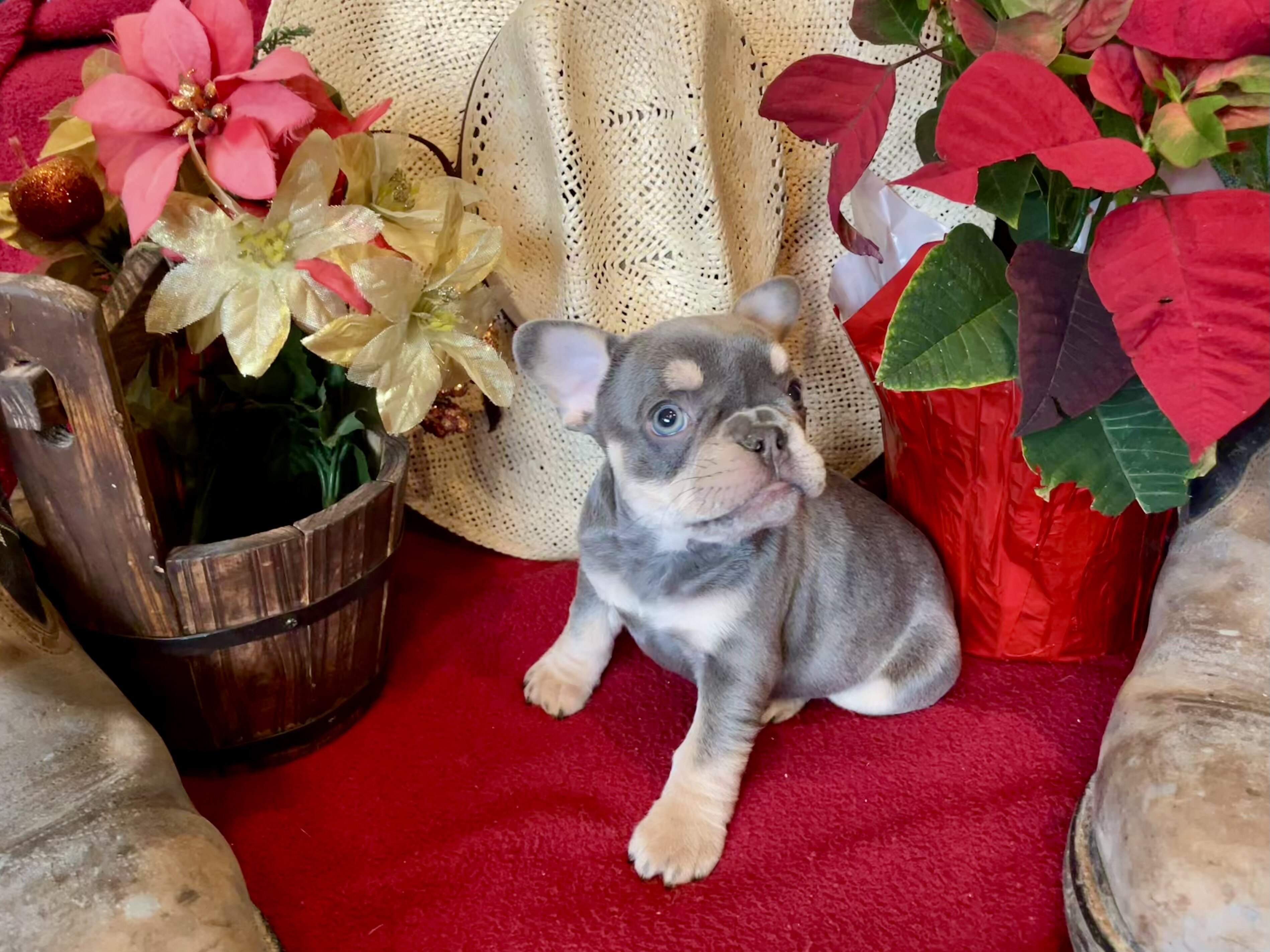French Bulldog Puppies image 10