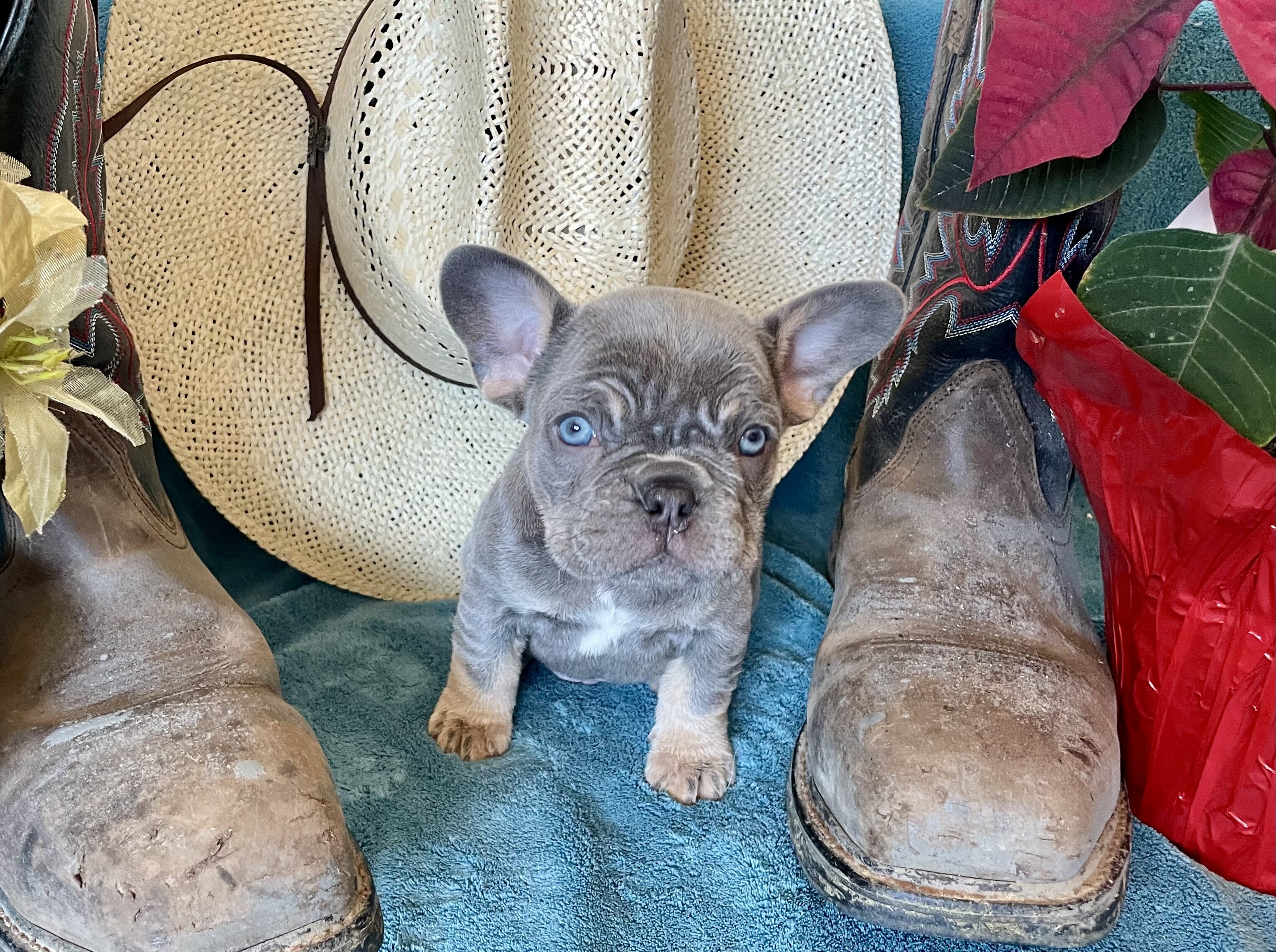 French Bulldog Puppies image 9