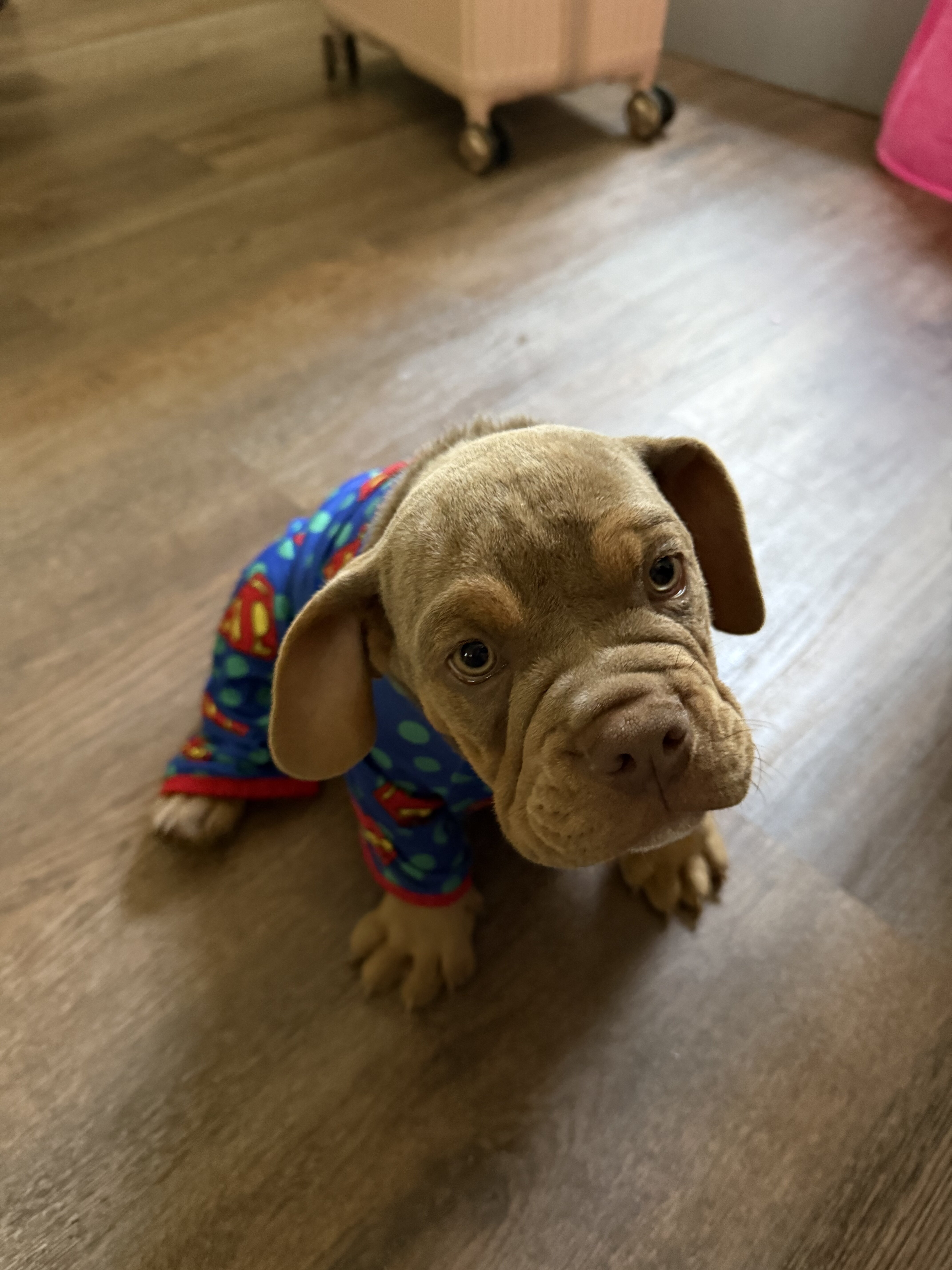 Beabull dog image 1