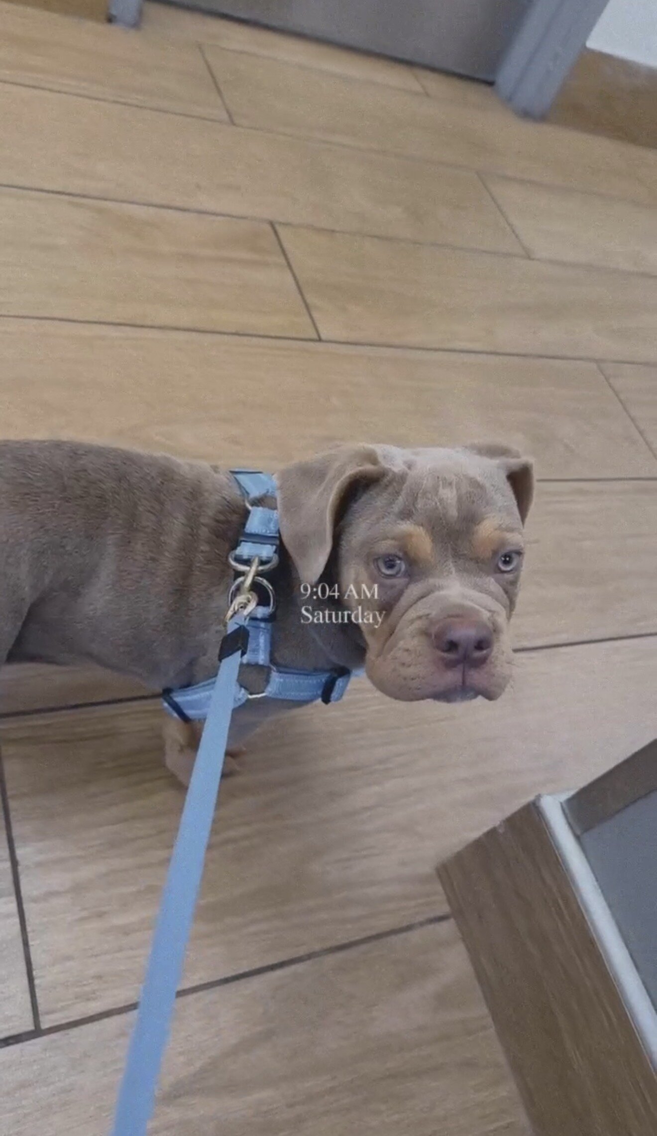 Beabull dog image 2