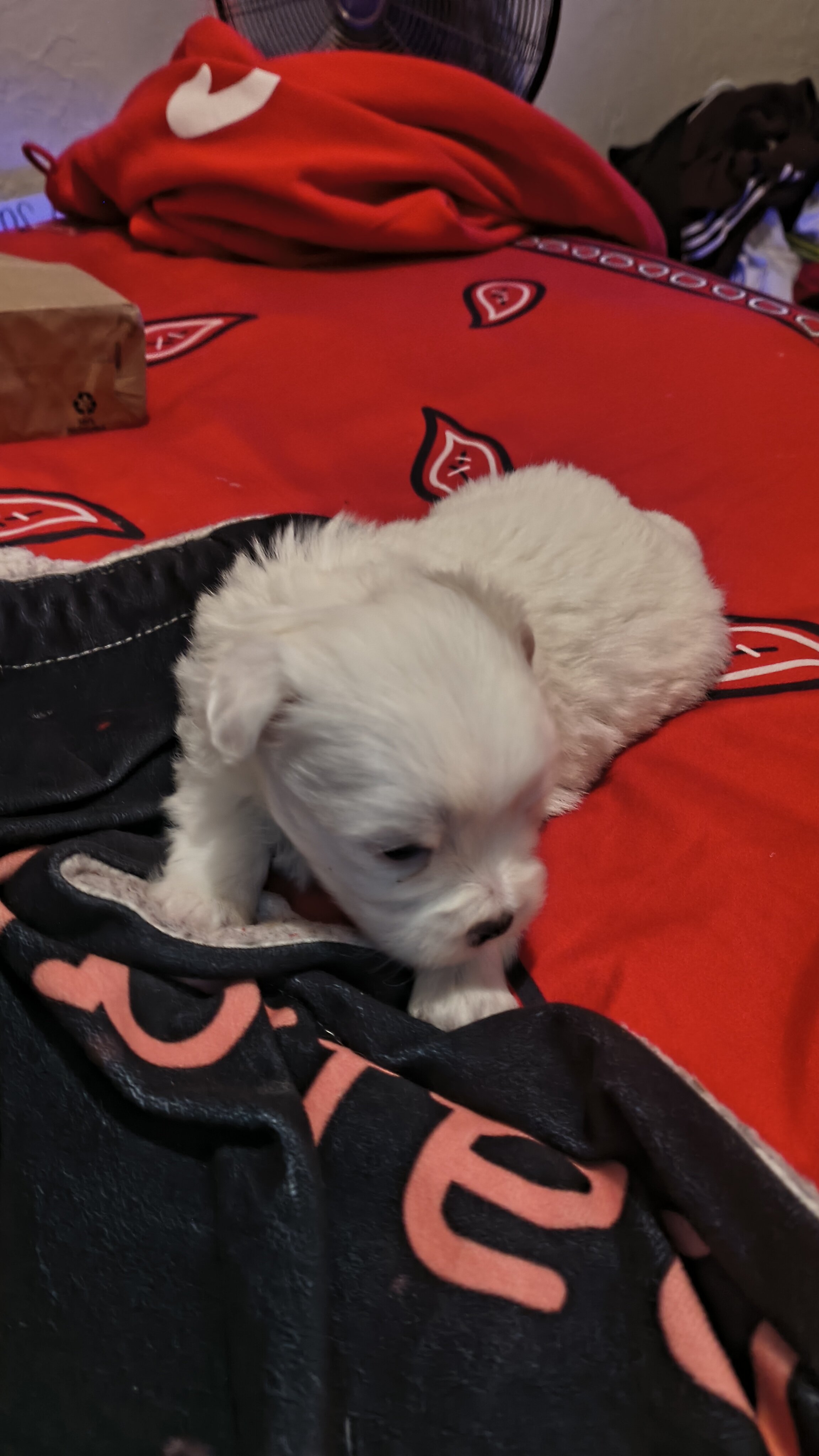 Female Pretty Tiny YorkiePoo Puppies image 2