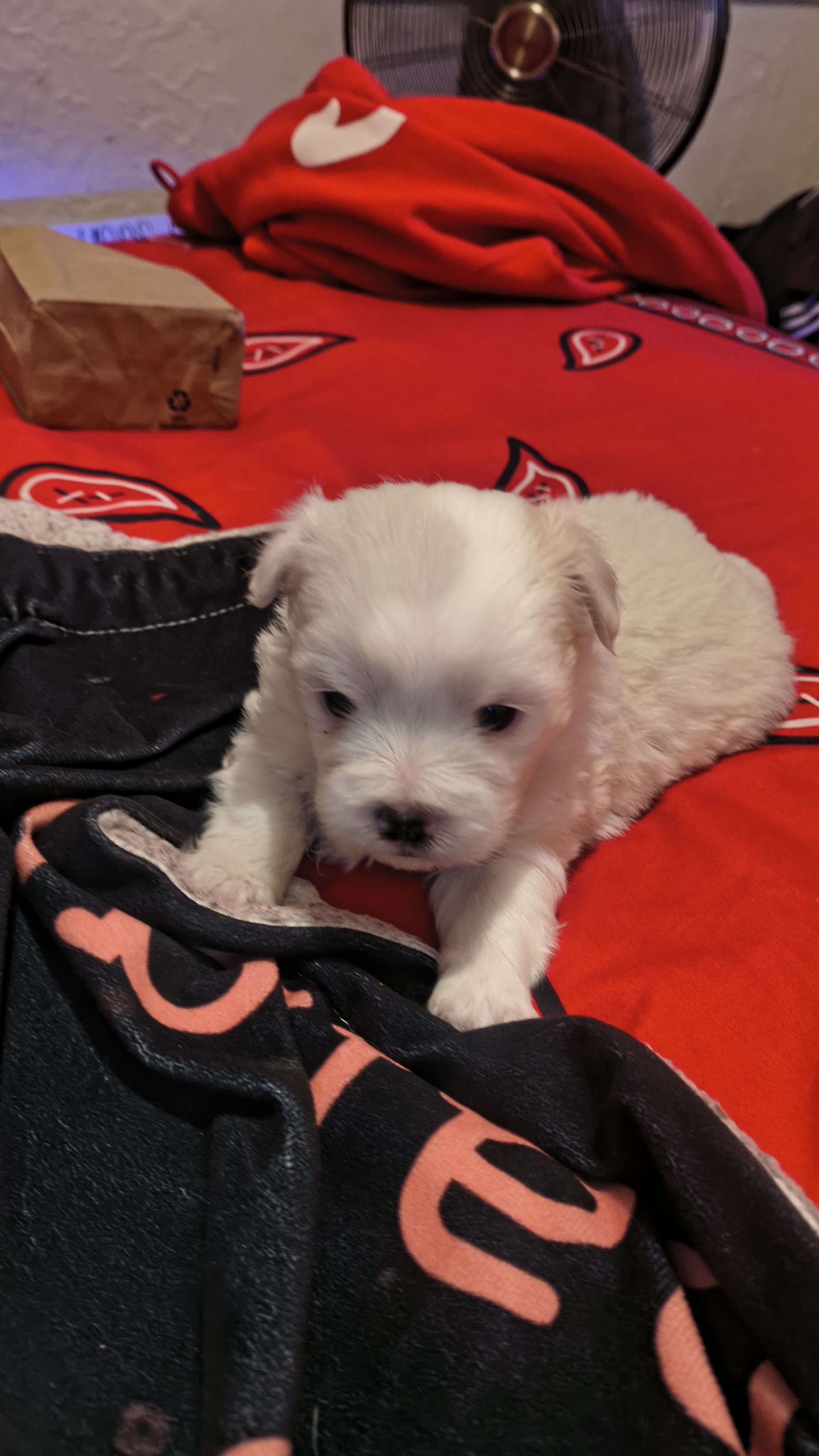 Female Pretty Tiny YorkiePoo Puppies image 1