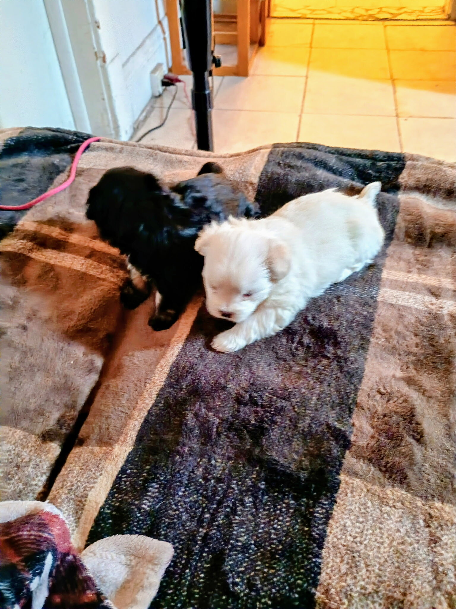 Female Pretty Tiny YorkiePoo Puppies image 3