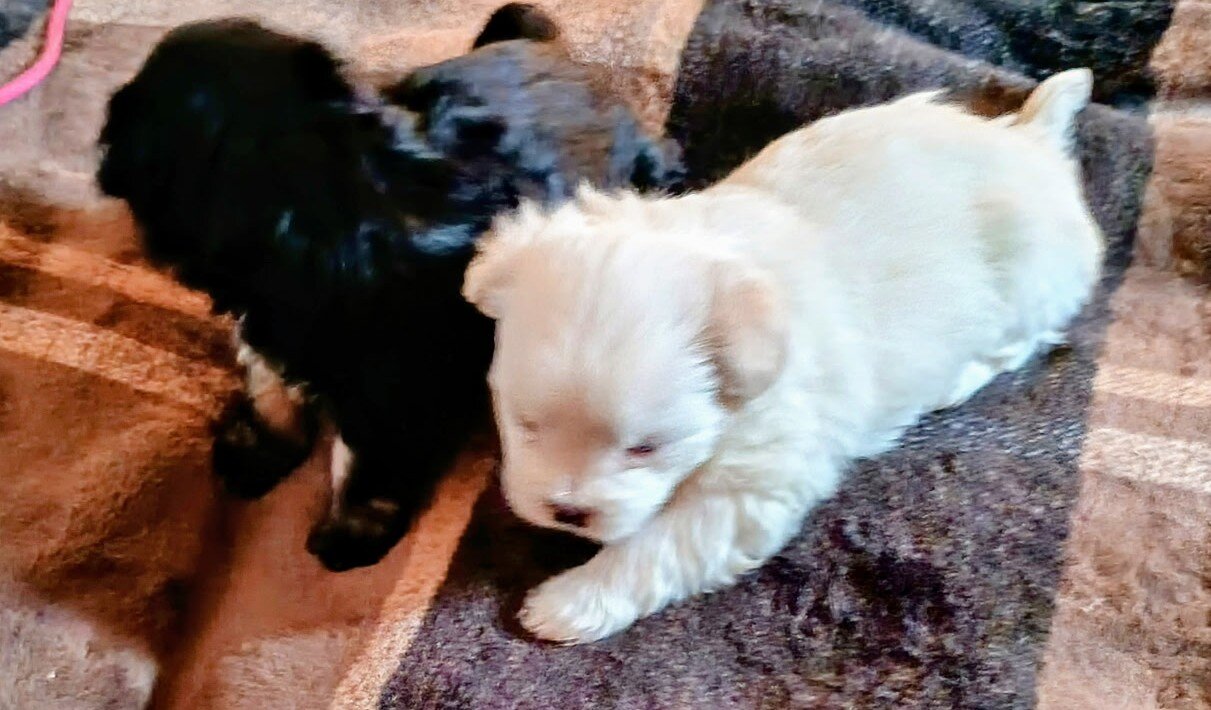 Female Pretty Tiny YorkiePoo Puppies image 4