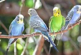 I am looking for parakeets close to West Virginia. image 1