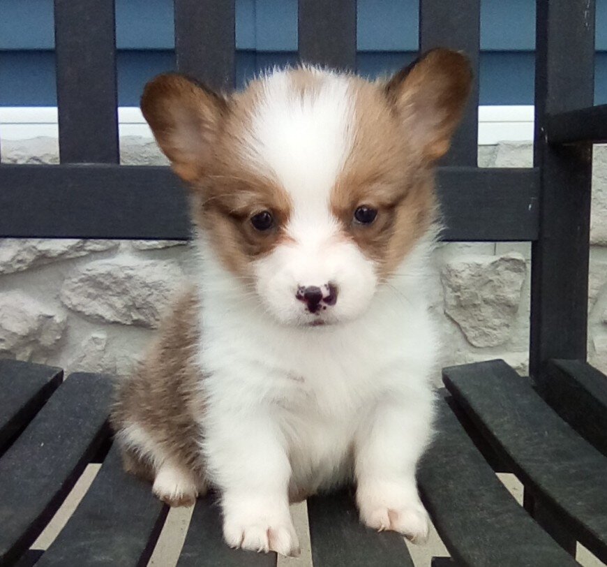 Akc Pembroke corgi puppy image 1