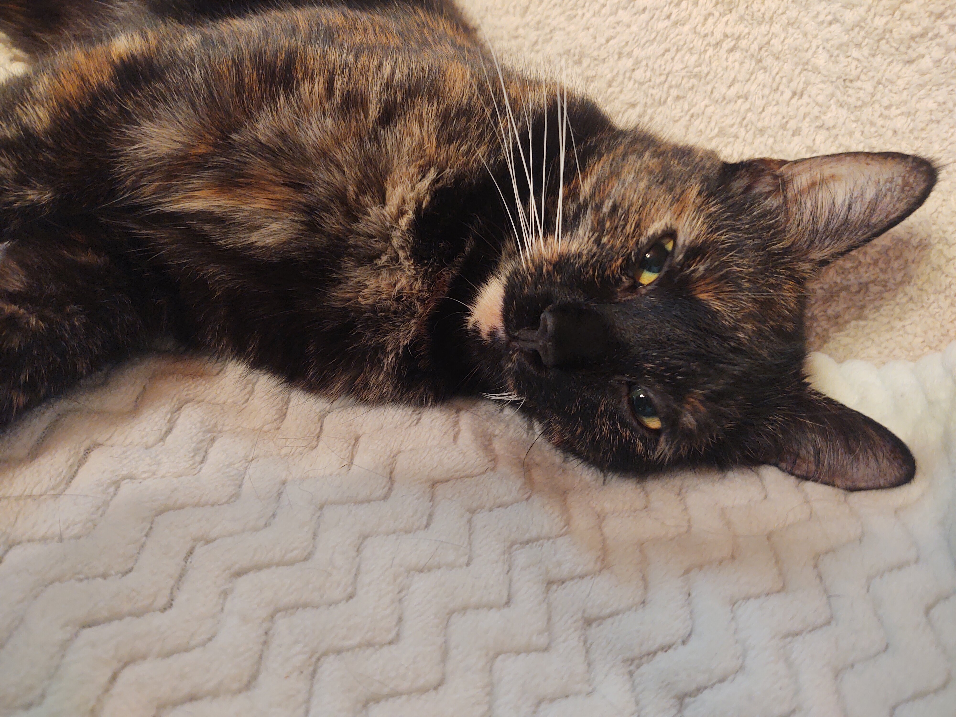 Tortoise Shell Female age 2 Cat image 4