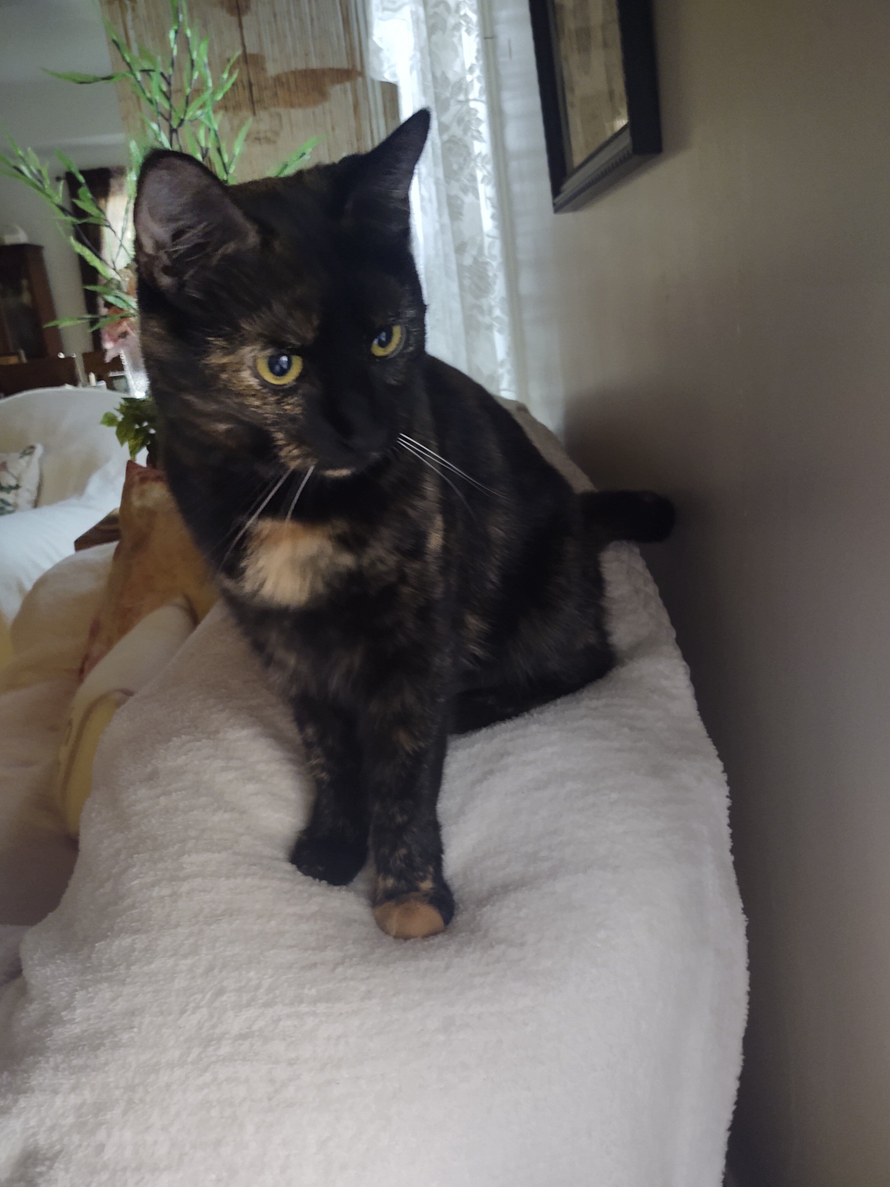 Tortoise Shell Female age 2 Cat image 5