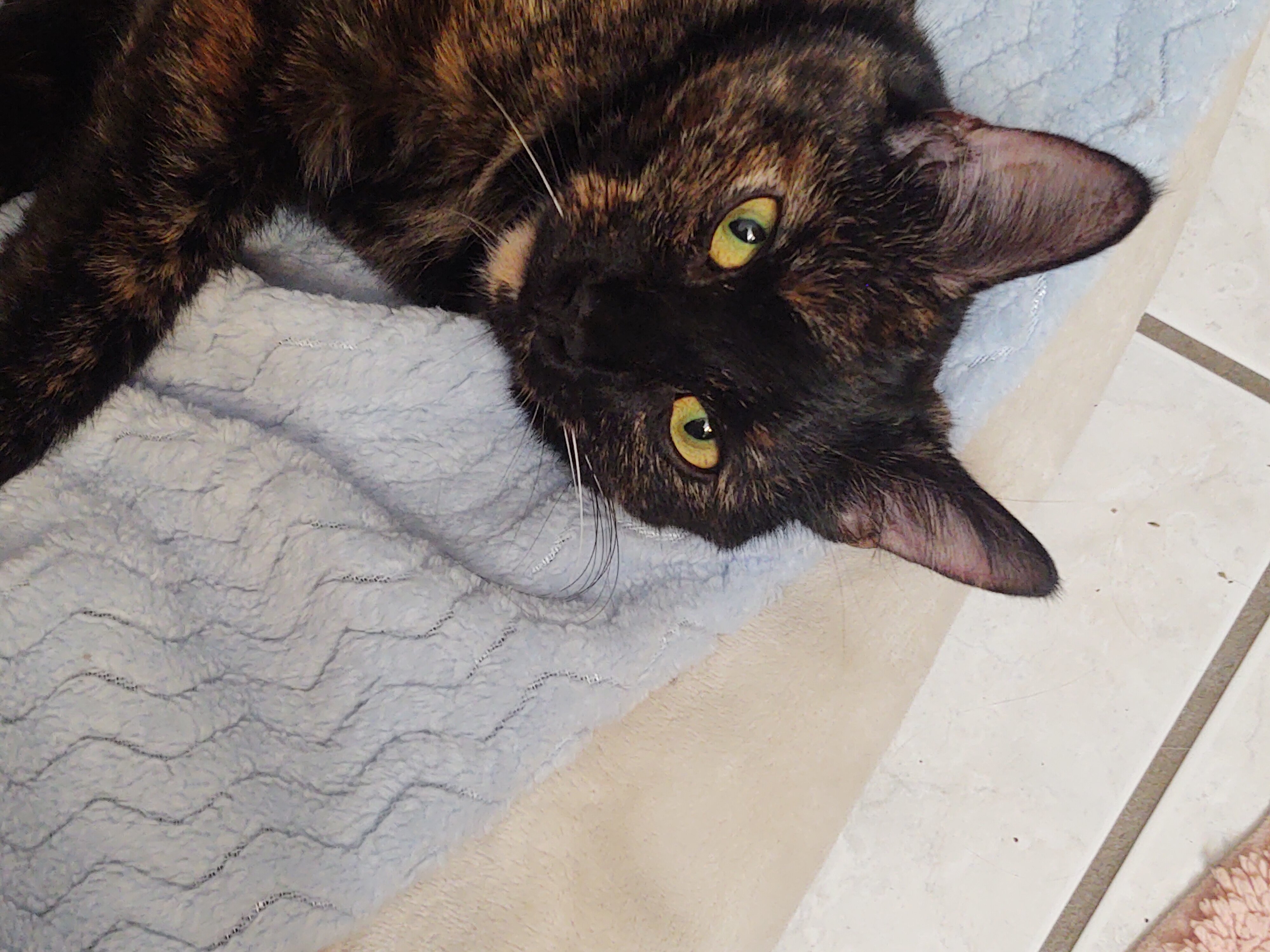 Tortoise Shell Female age 2 Cat image 2