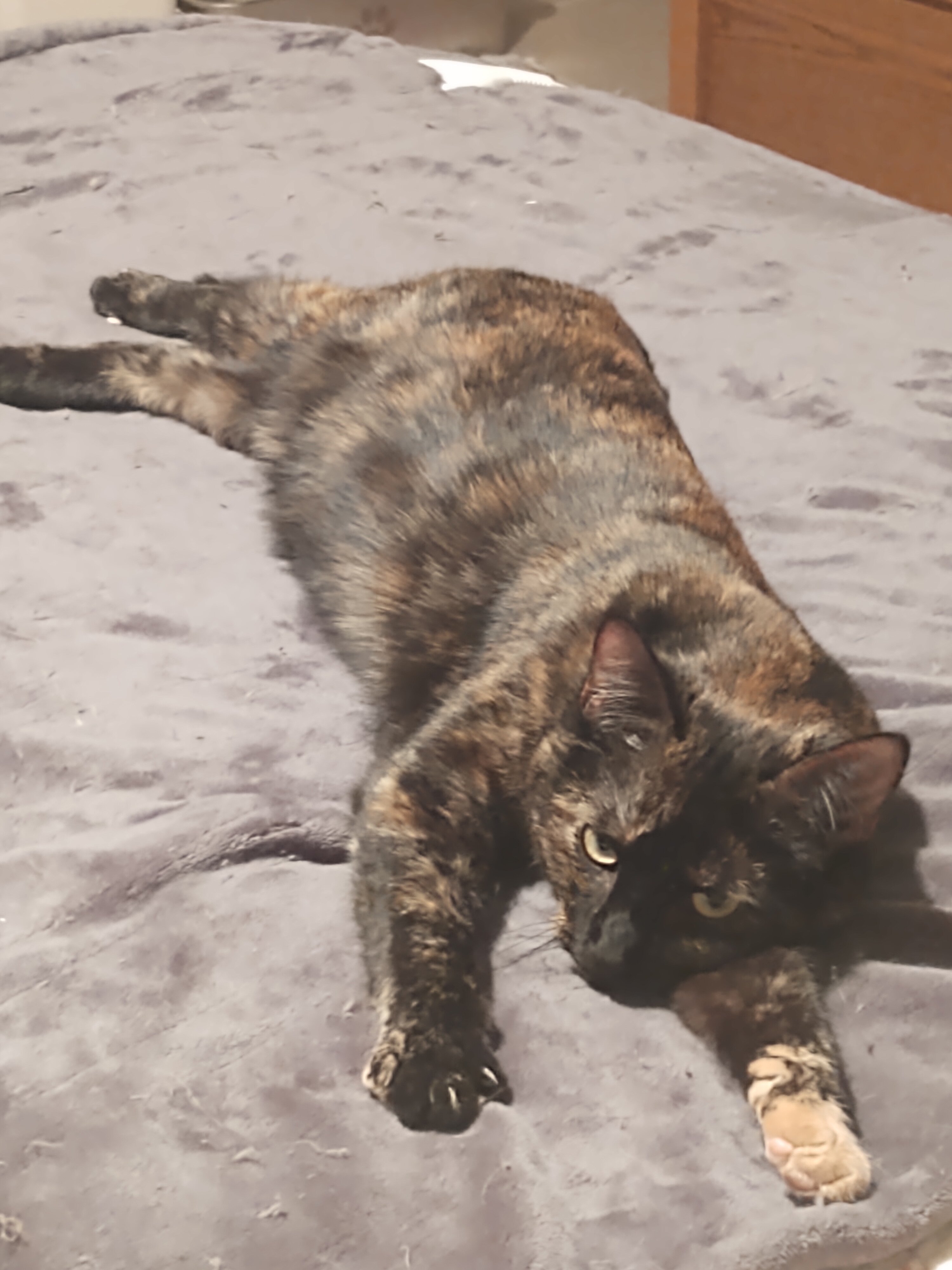 Tortoise Shell Female age 2 Cat image 3