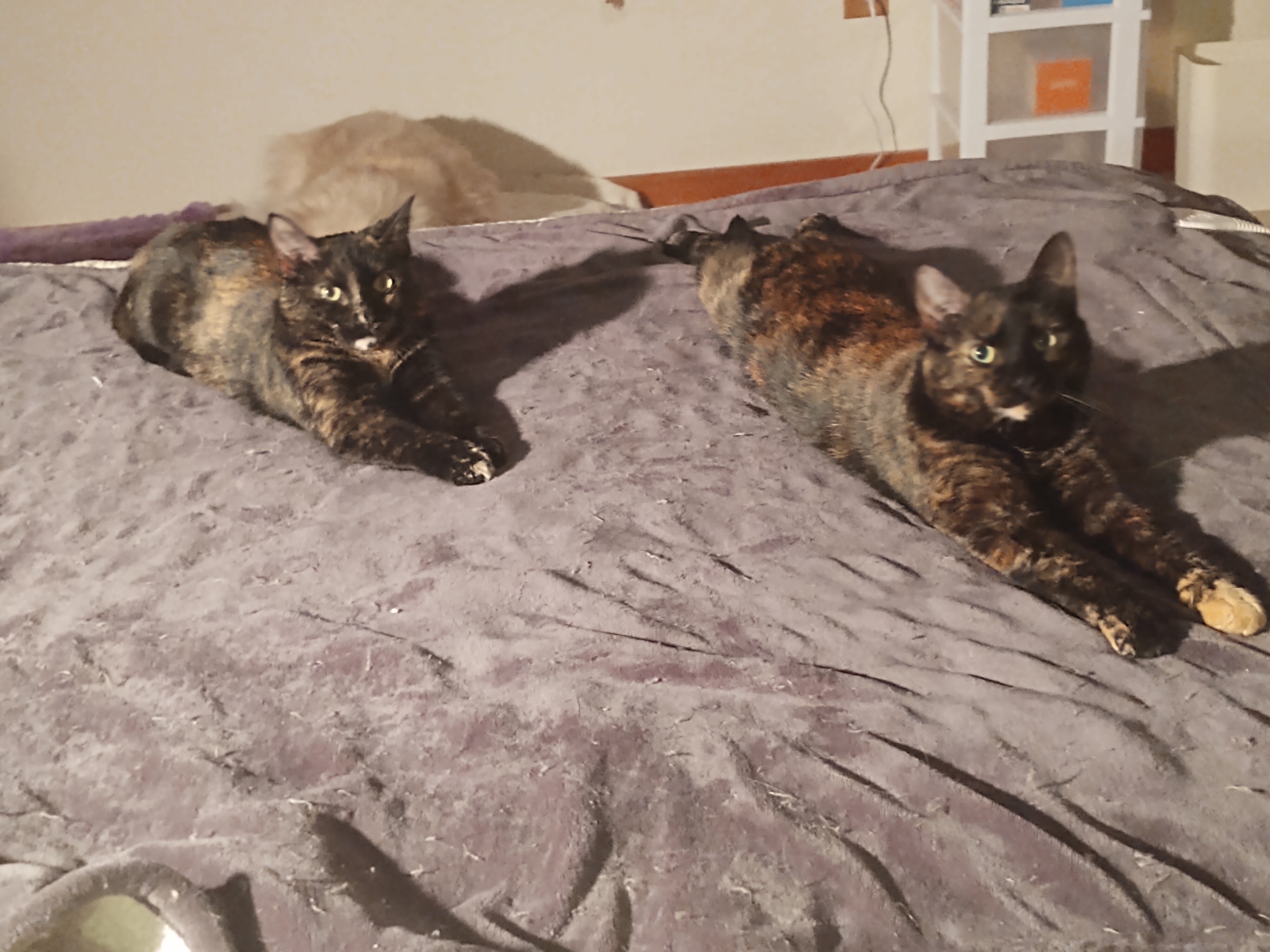 Tortoise Shell Female age 2 Cat image 7