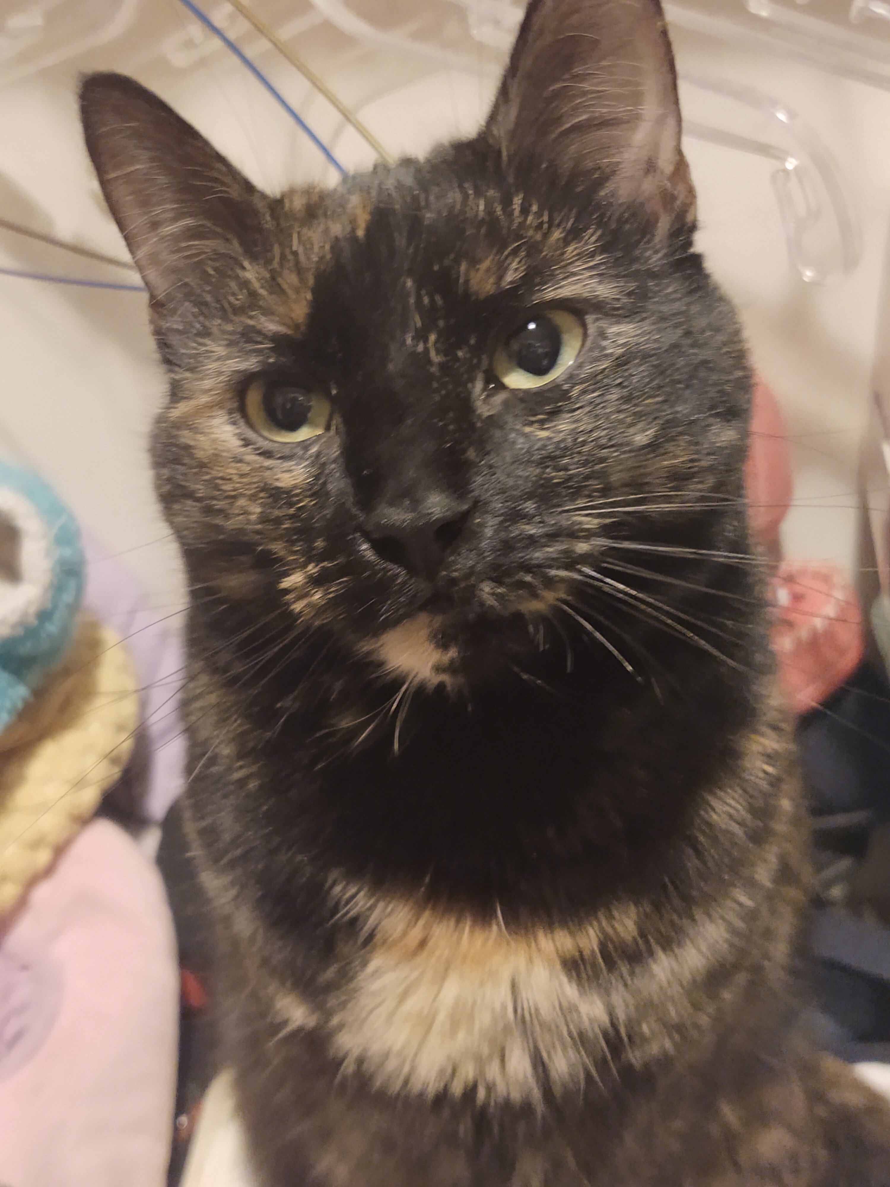 Tortoise Shell Female age 2 Cat image 6