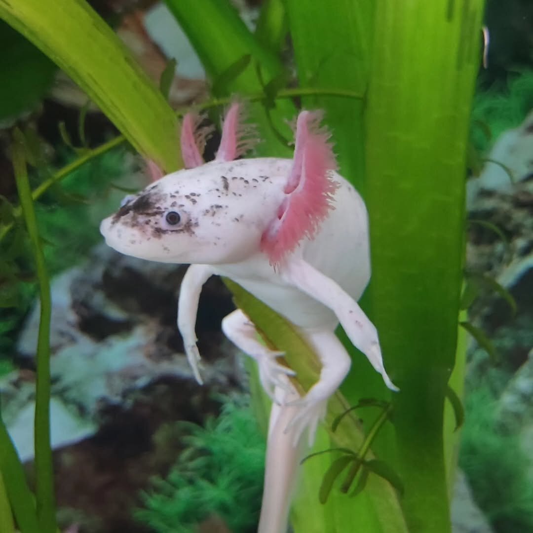 Axolotl image 3
