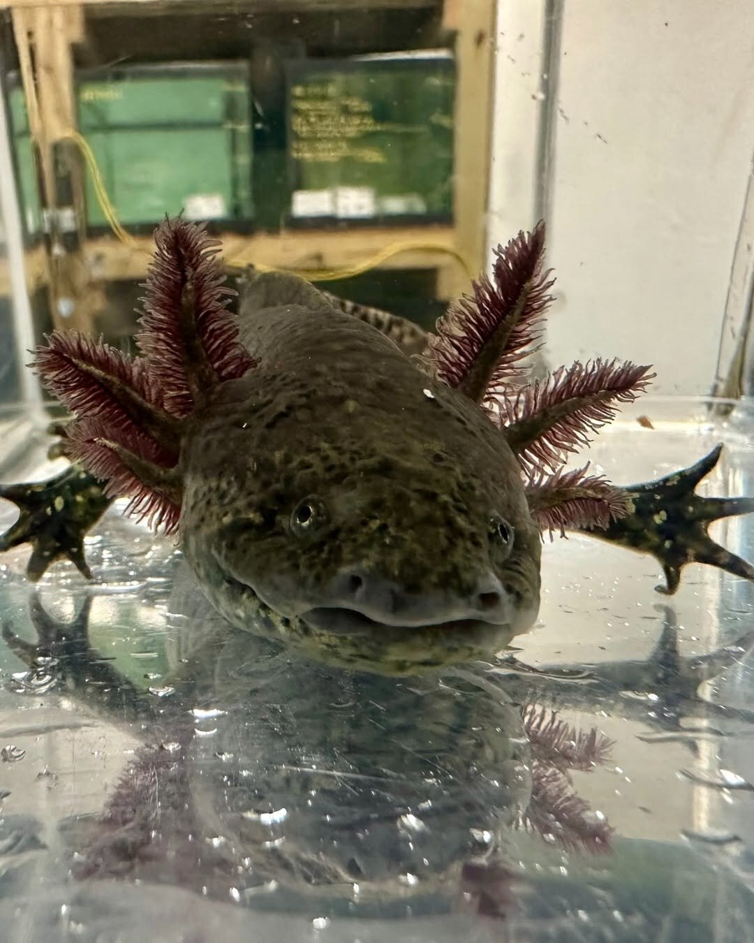 Axolotl image 4