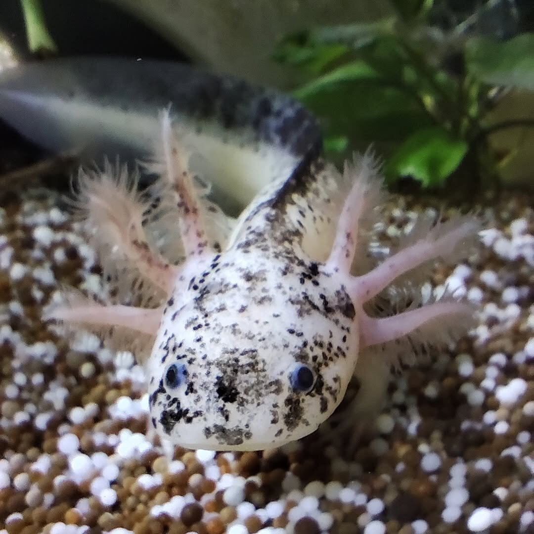 Axolotl image 2