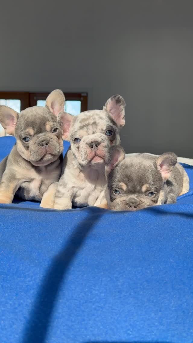 Akc Registered French Bulldog puppies for sale image 1