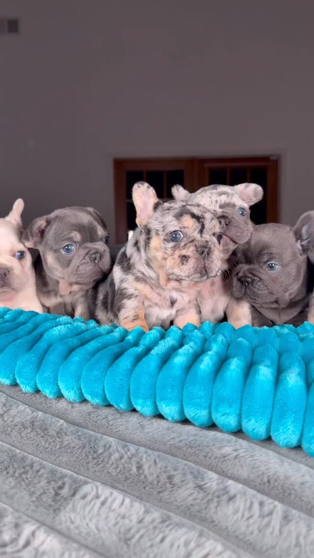 French bulldog image 1