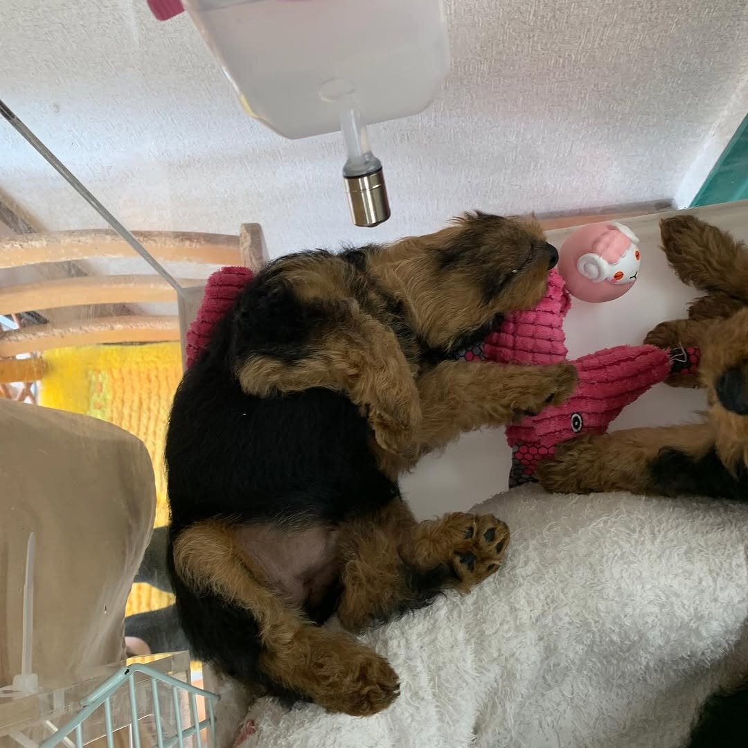 Akc registered Welsh Terrier for sale image 2