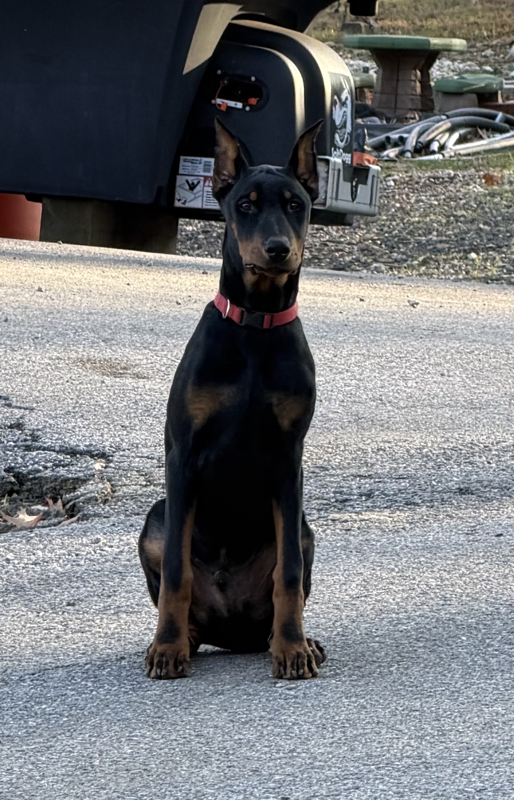 Doberman Pinscher image 1
