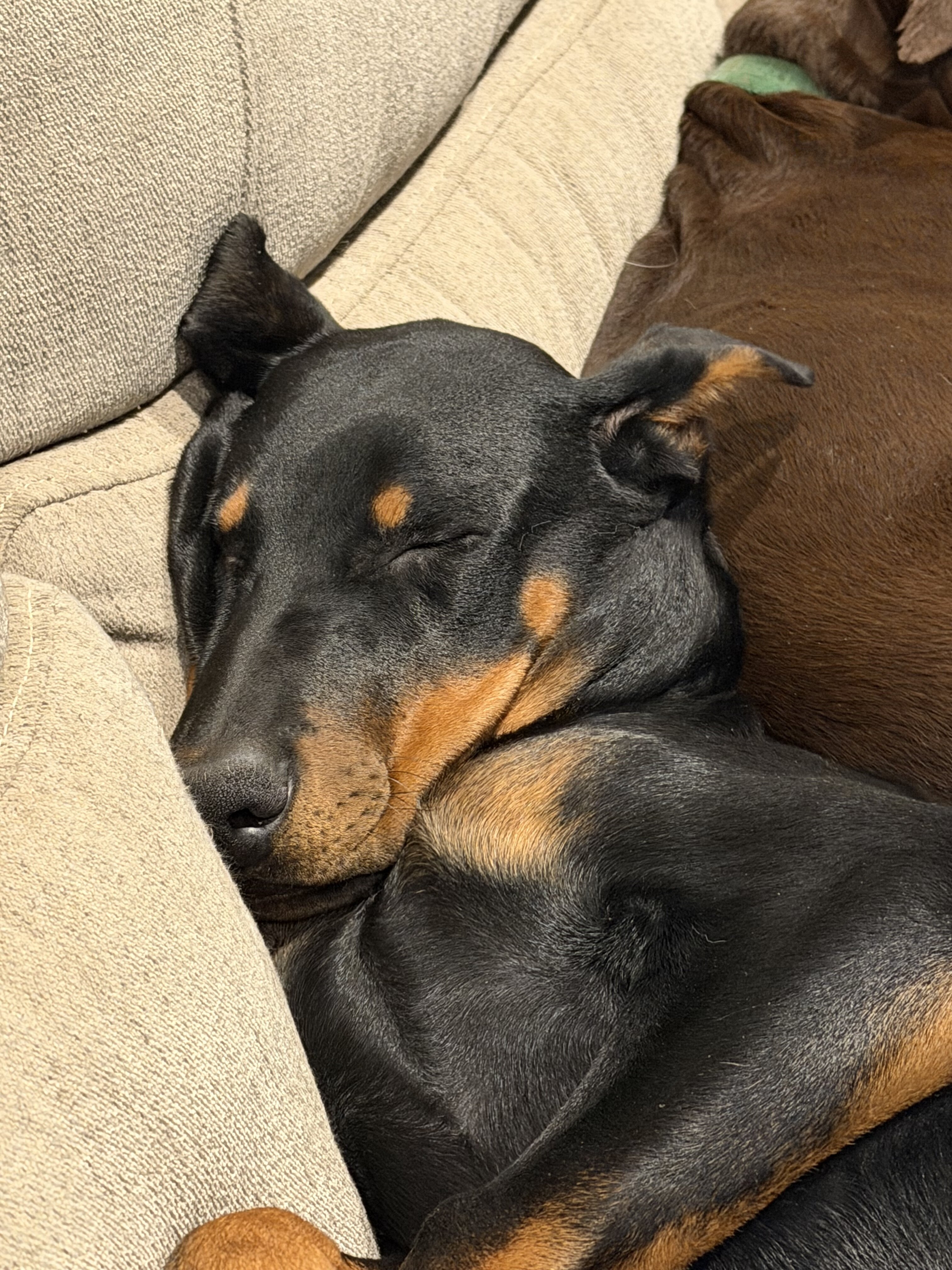 Doberman Pinscher image 2