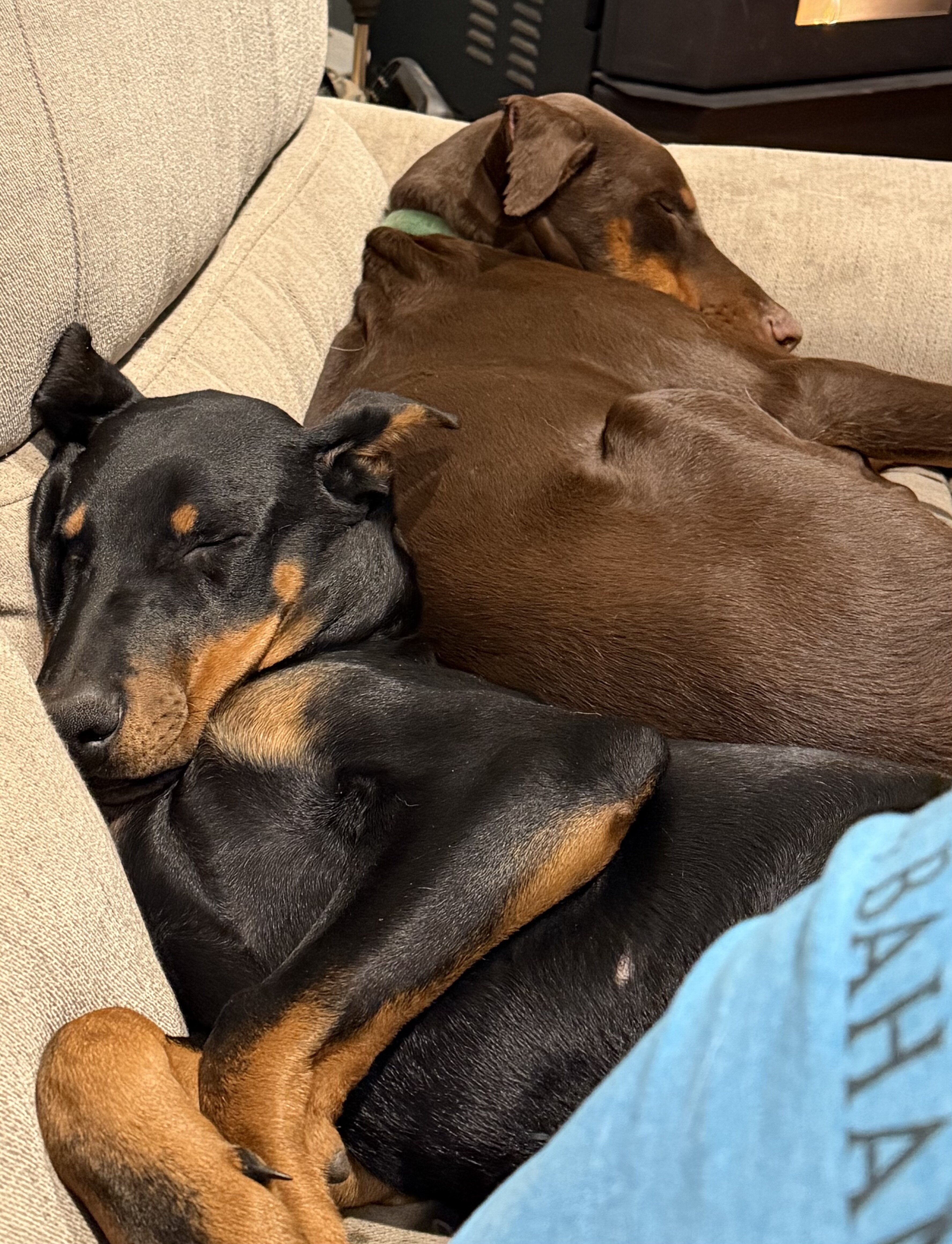 Doberman Pinscher image 3