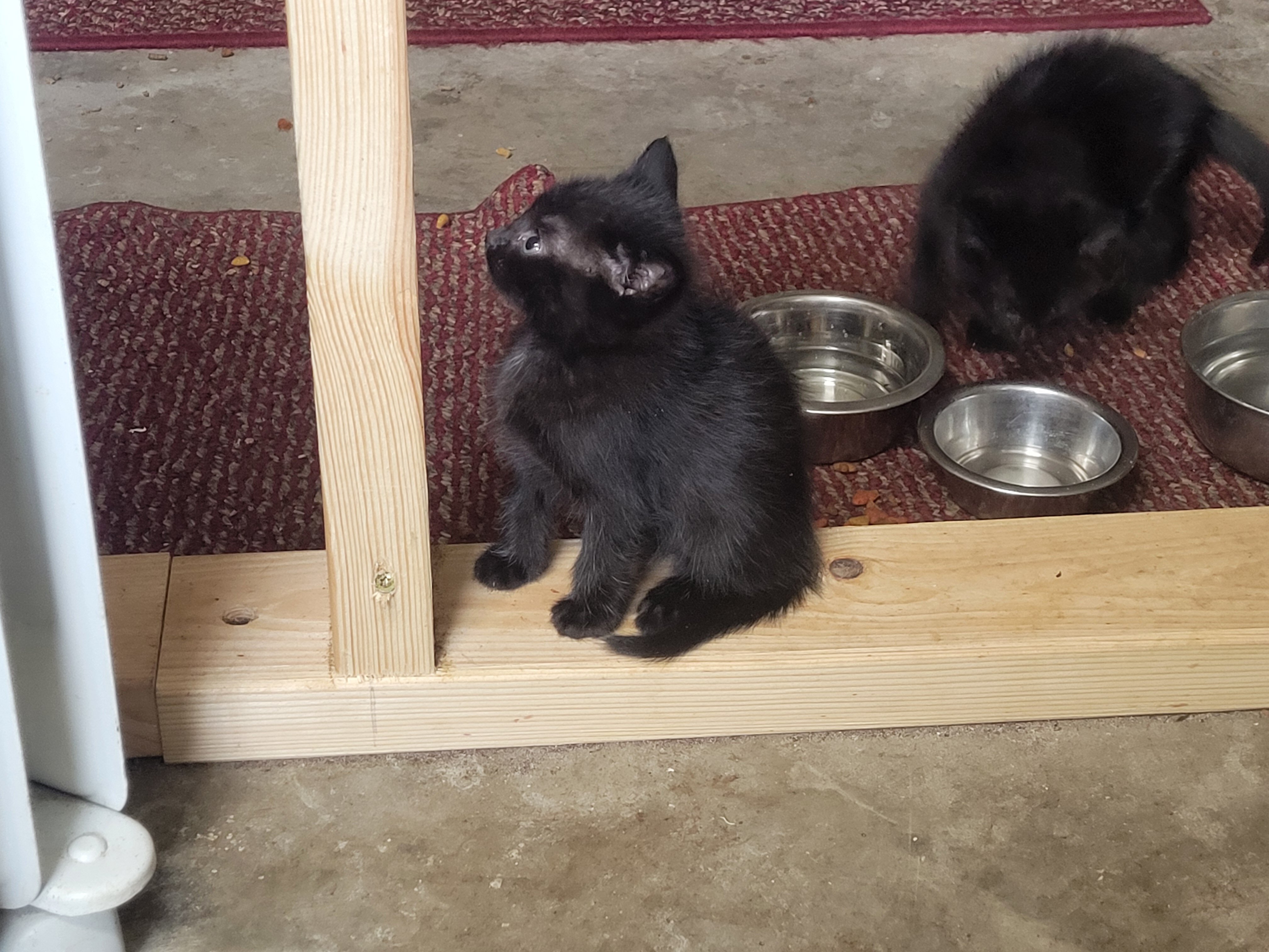 Kitten 7 weeks old image 2