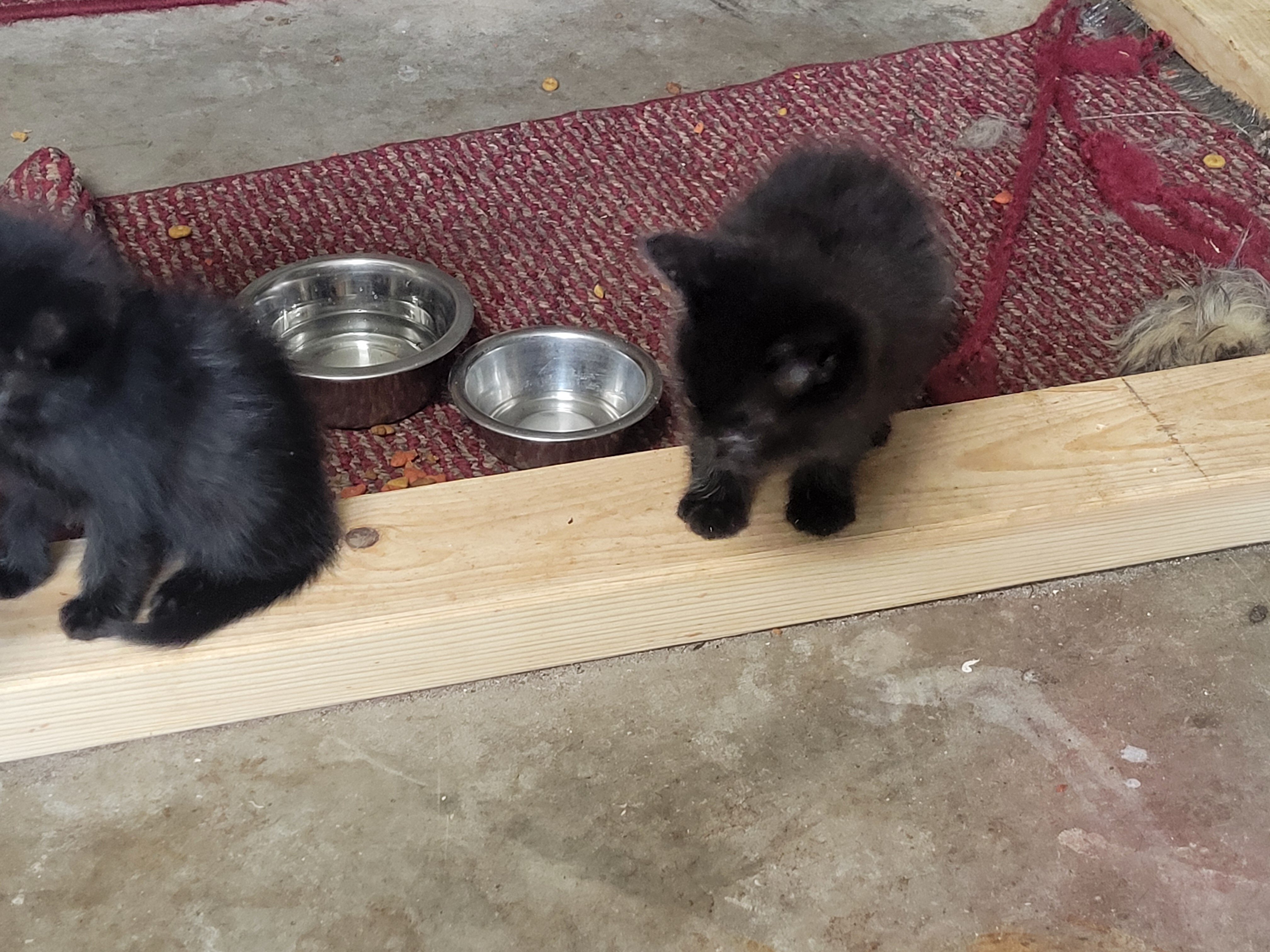 Kitten 7 weeks old image 1