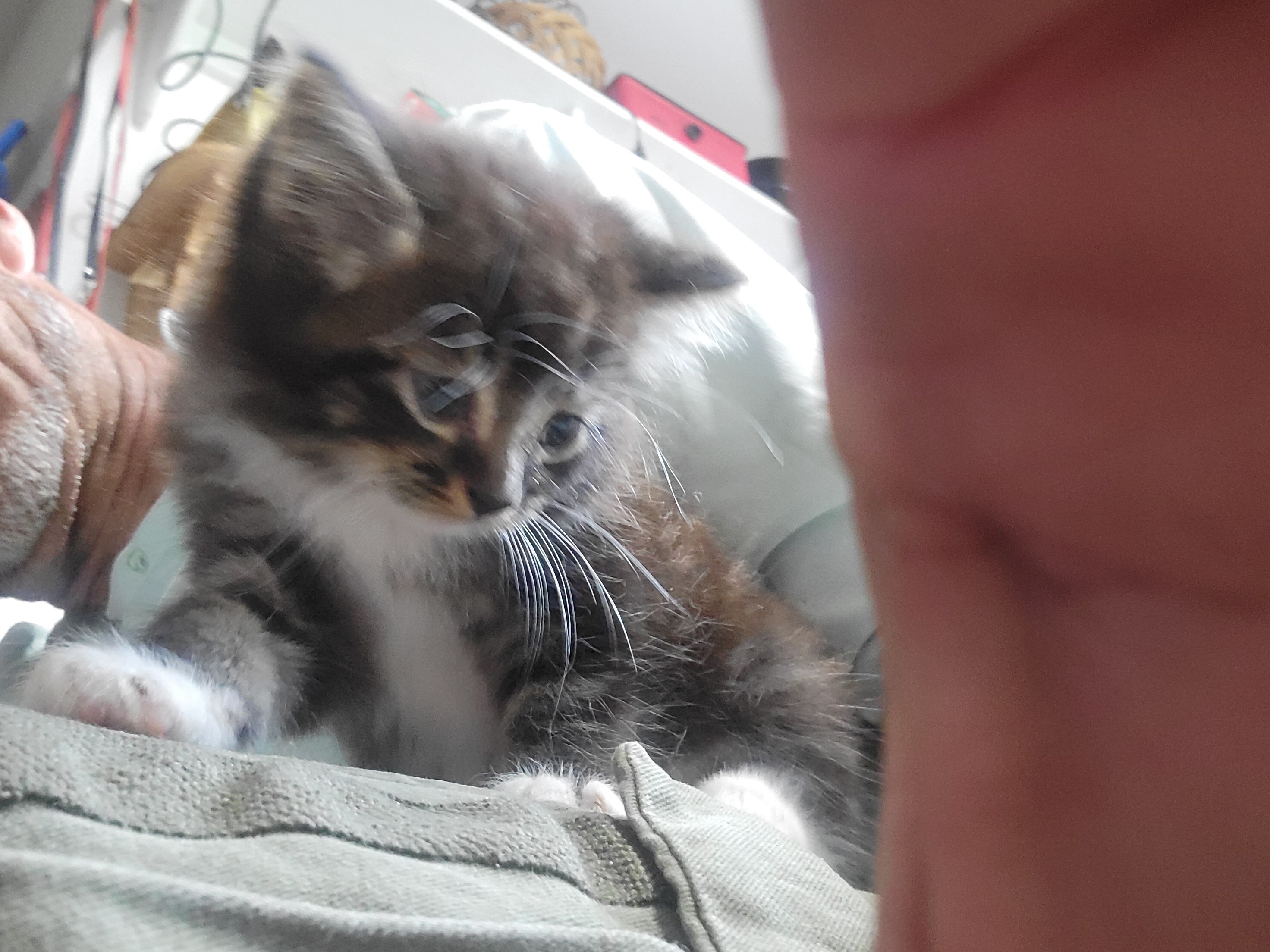 Kitten 7 weeks old image 4