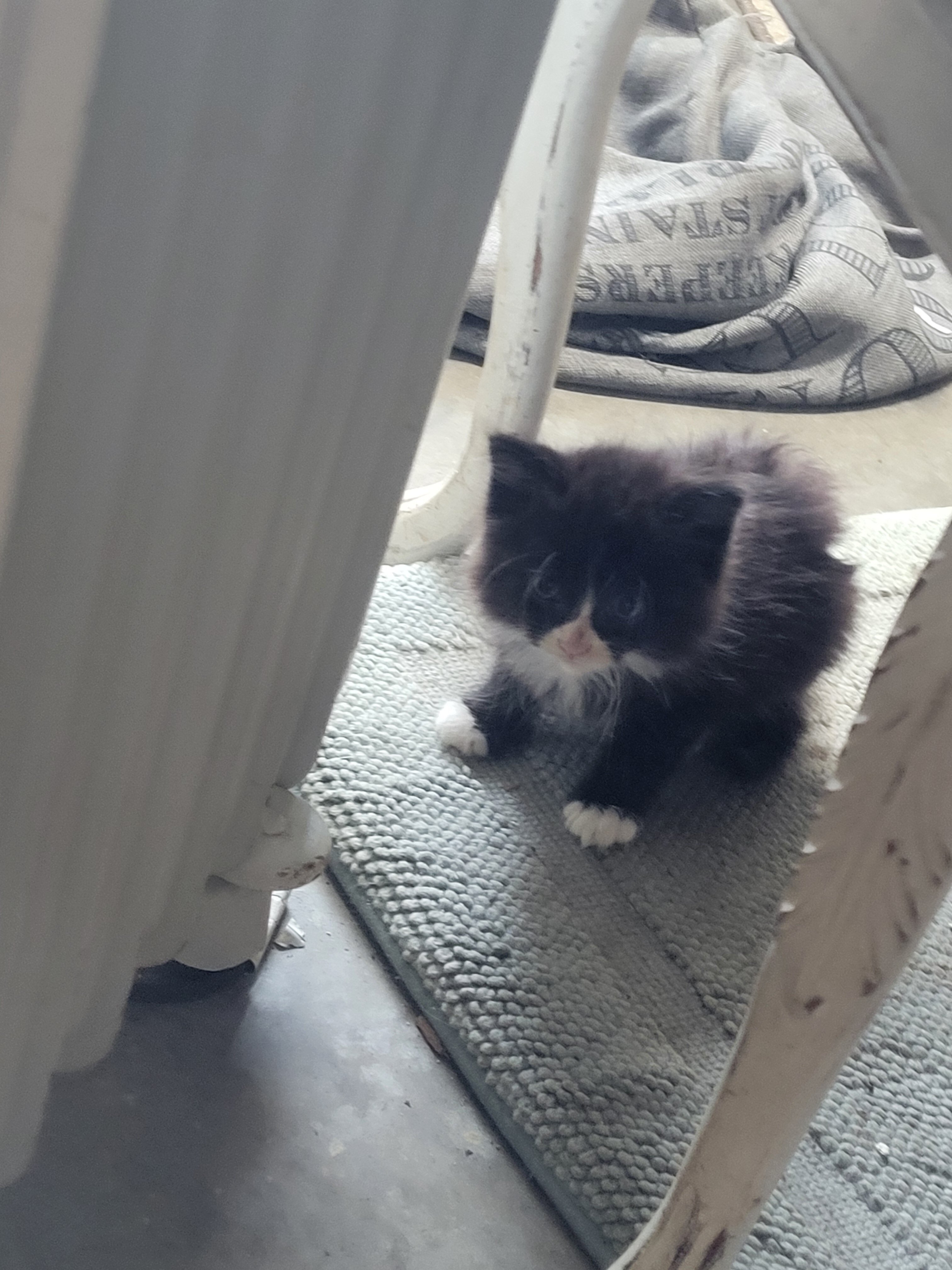 Kitten 7 weeks old image 6
