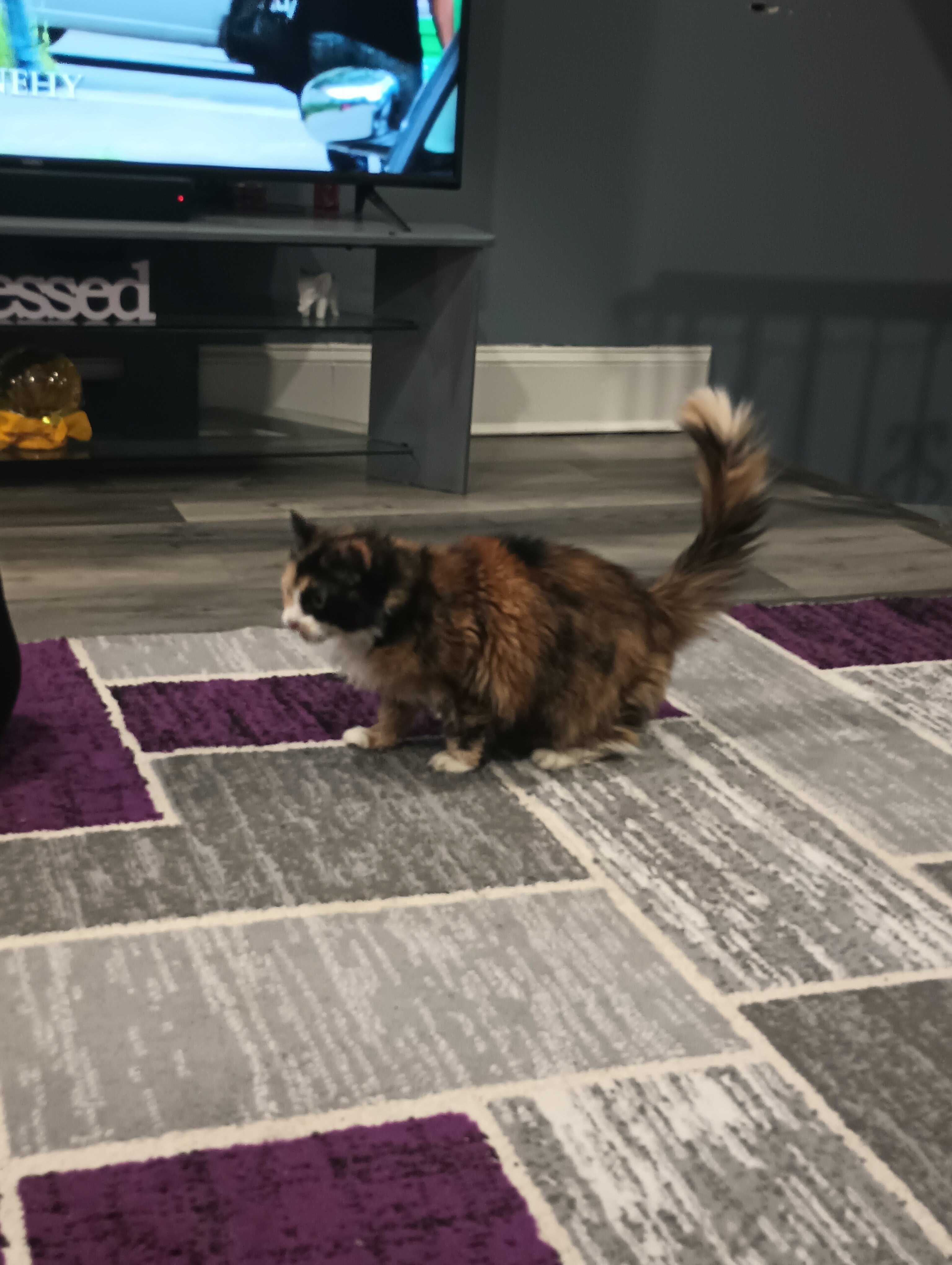 Persian Cat image 3