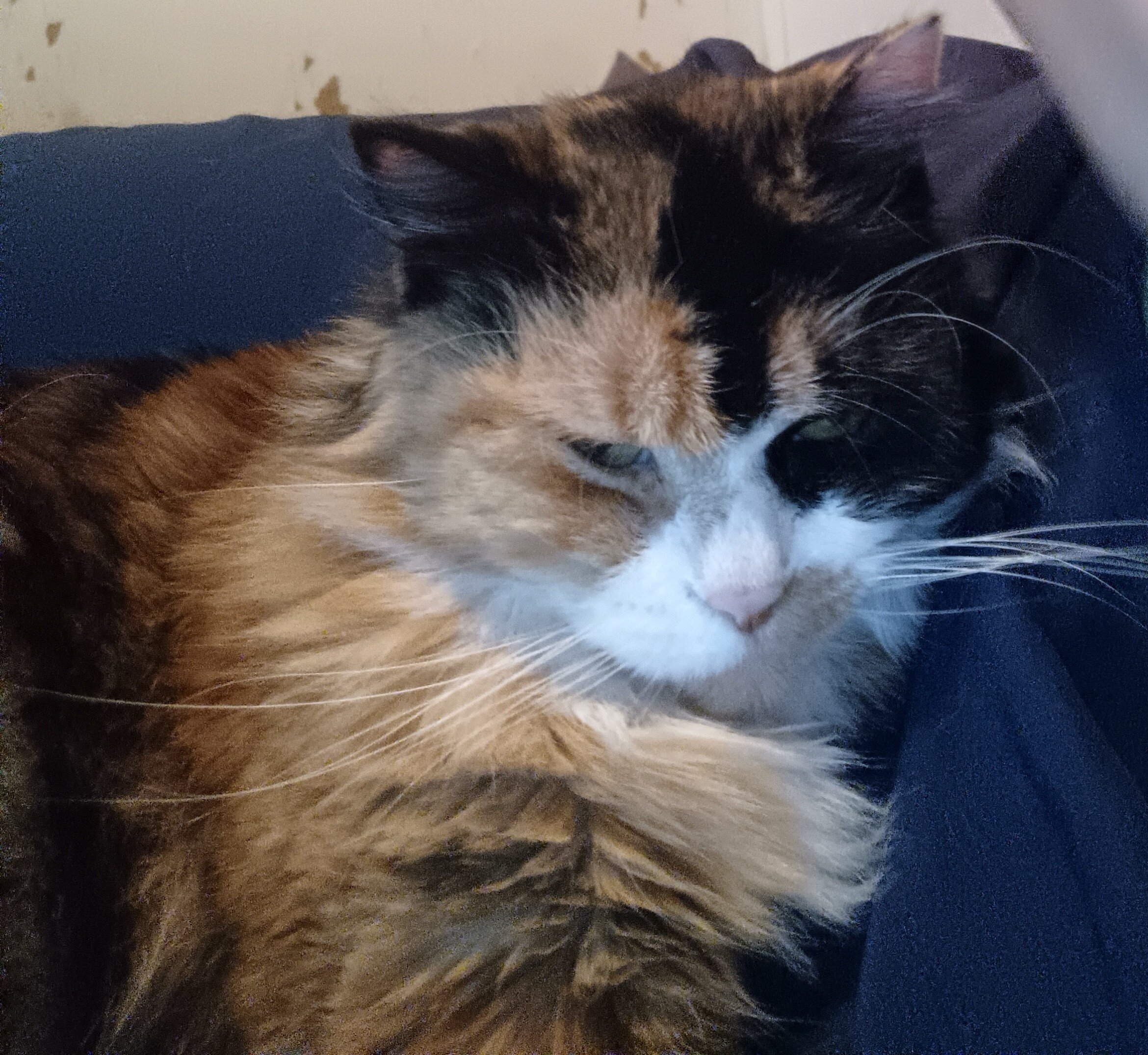 Persian Cat image 2