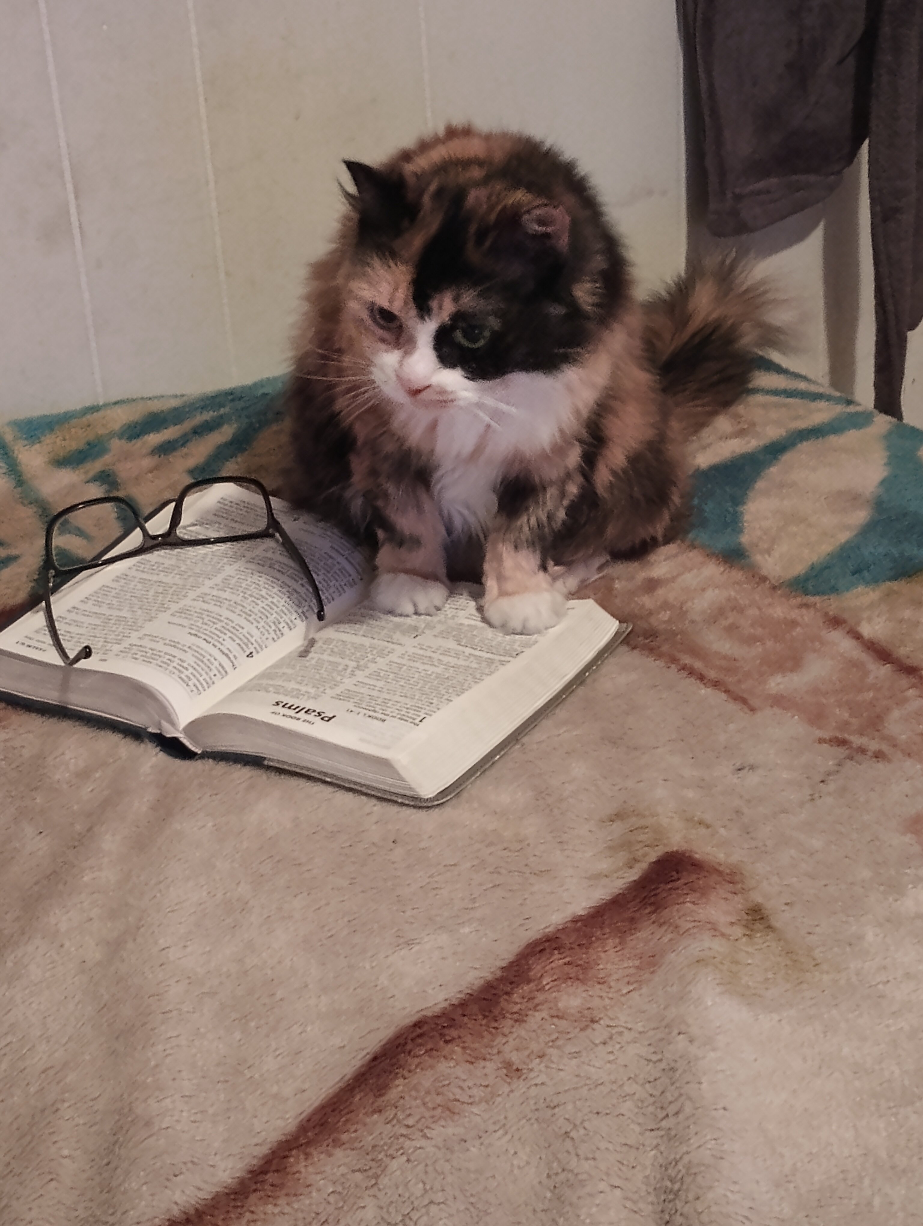 Persian Cat image 1