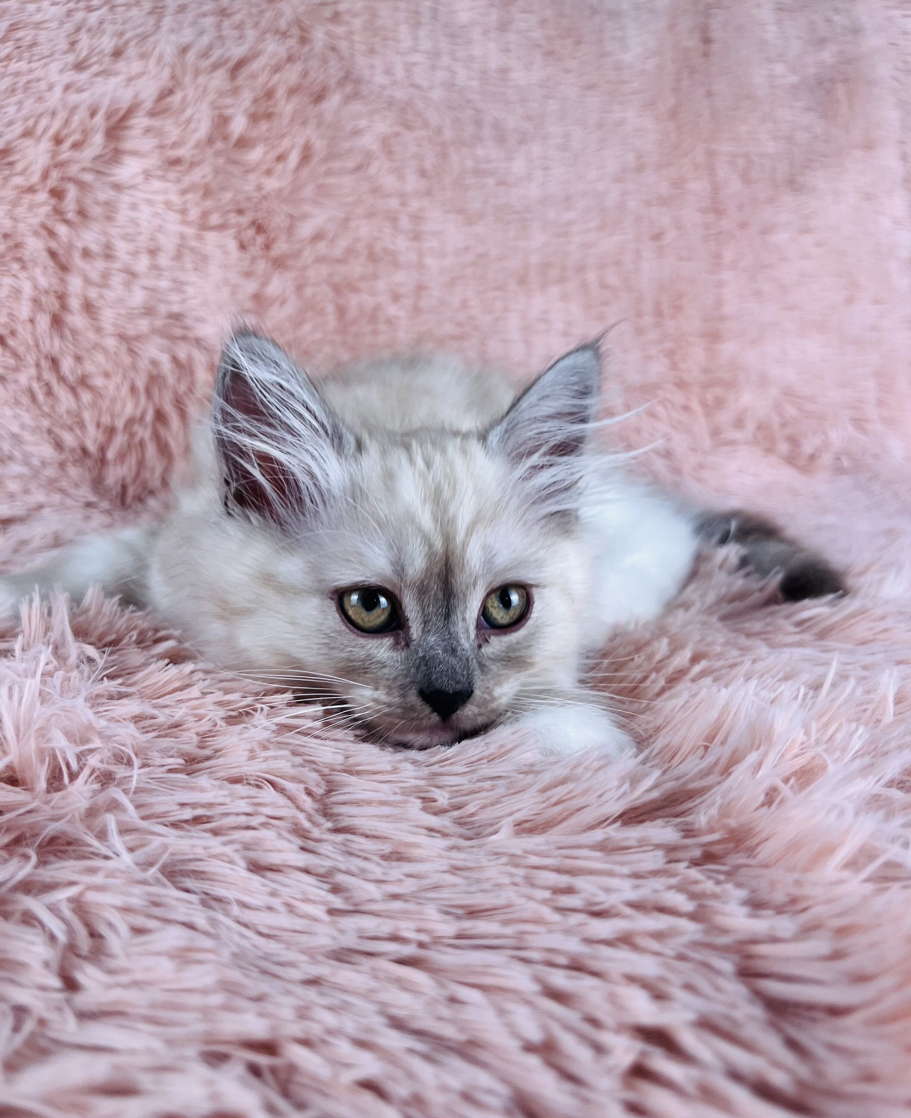 Fluffy & Cuddly RagaMuffin Kittens image 1
