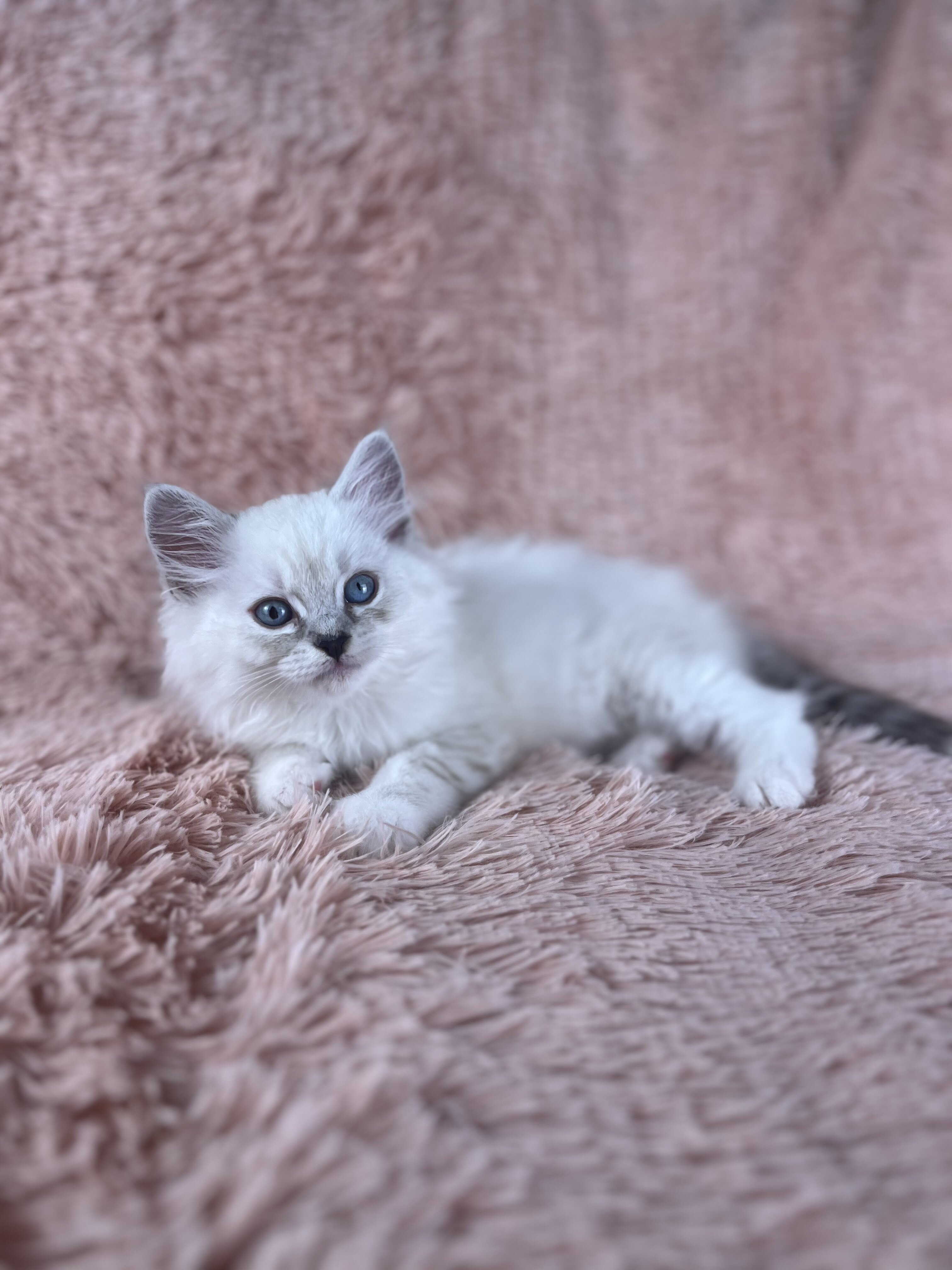 Fluffy & Cuddly RagaMuffin Kittens image 6