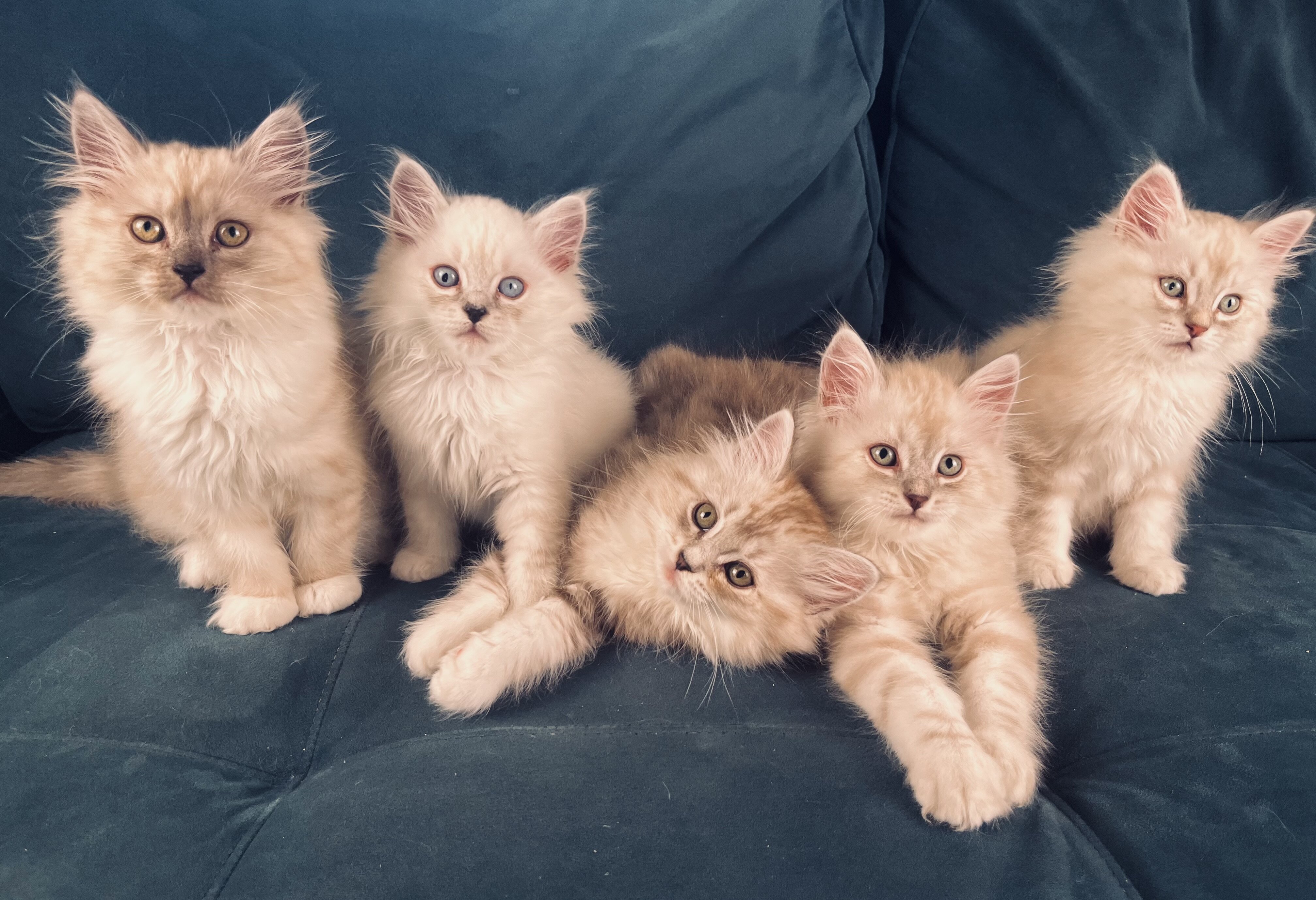 Fluffy & Cuddly RagaMuffin Kittens image 8