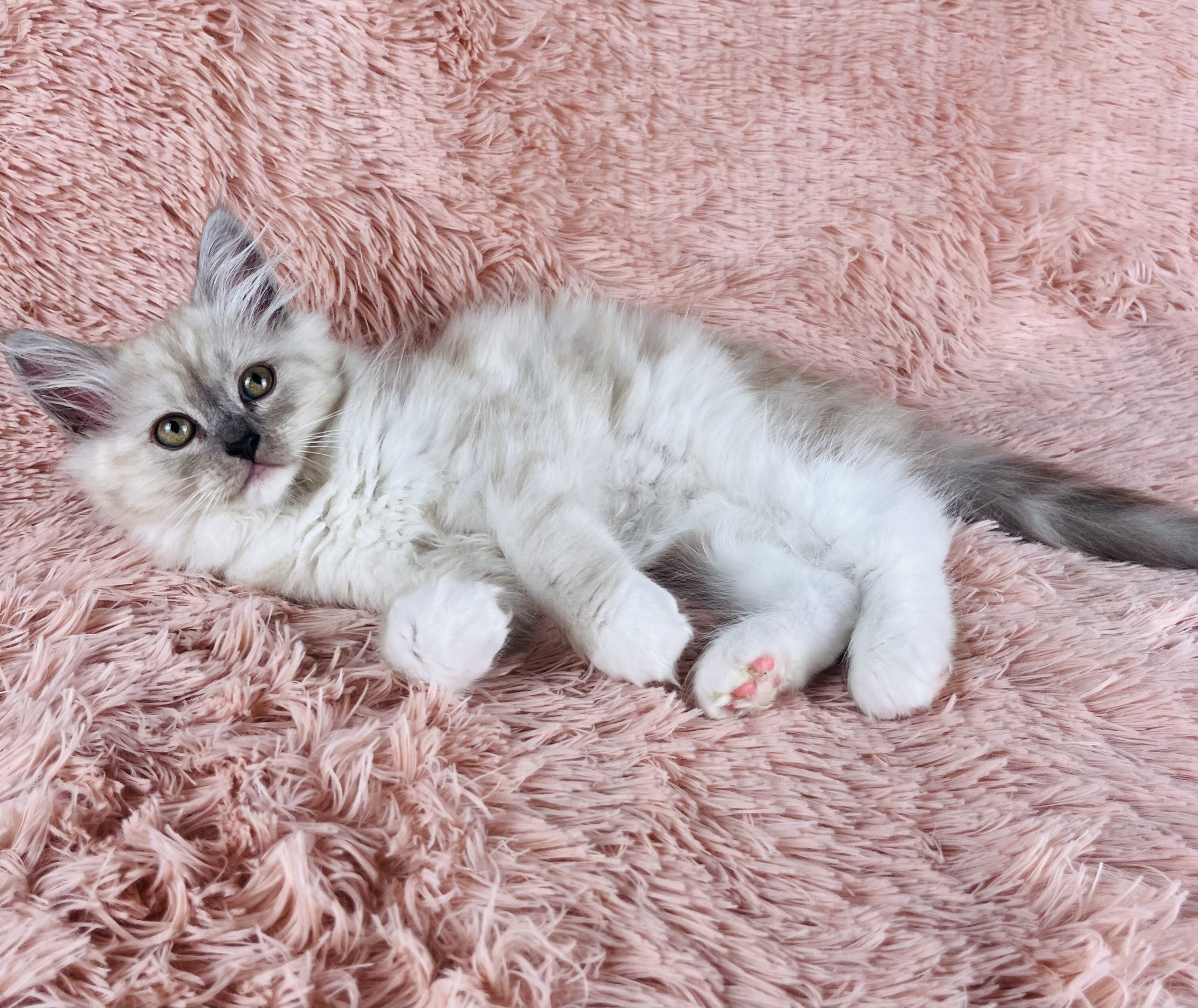 Fluffy & Cuddly RagaMuffin Kittens image 2