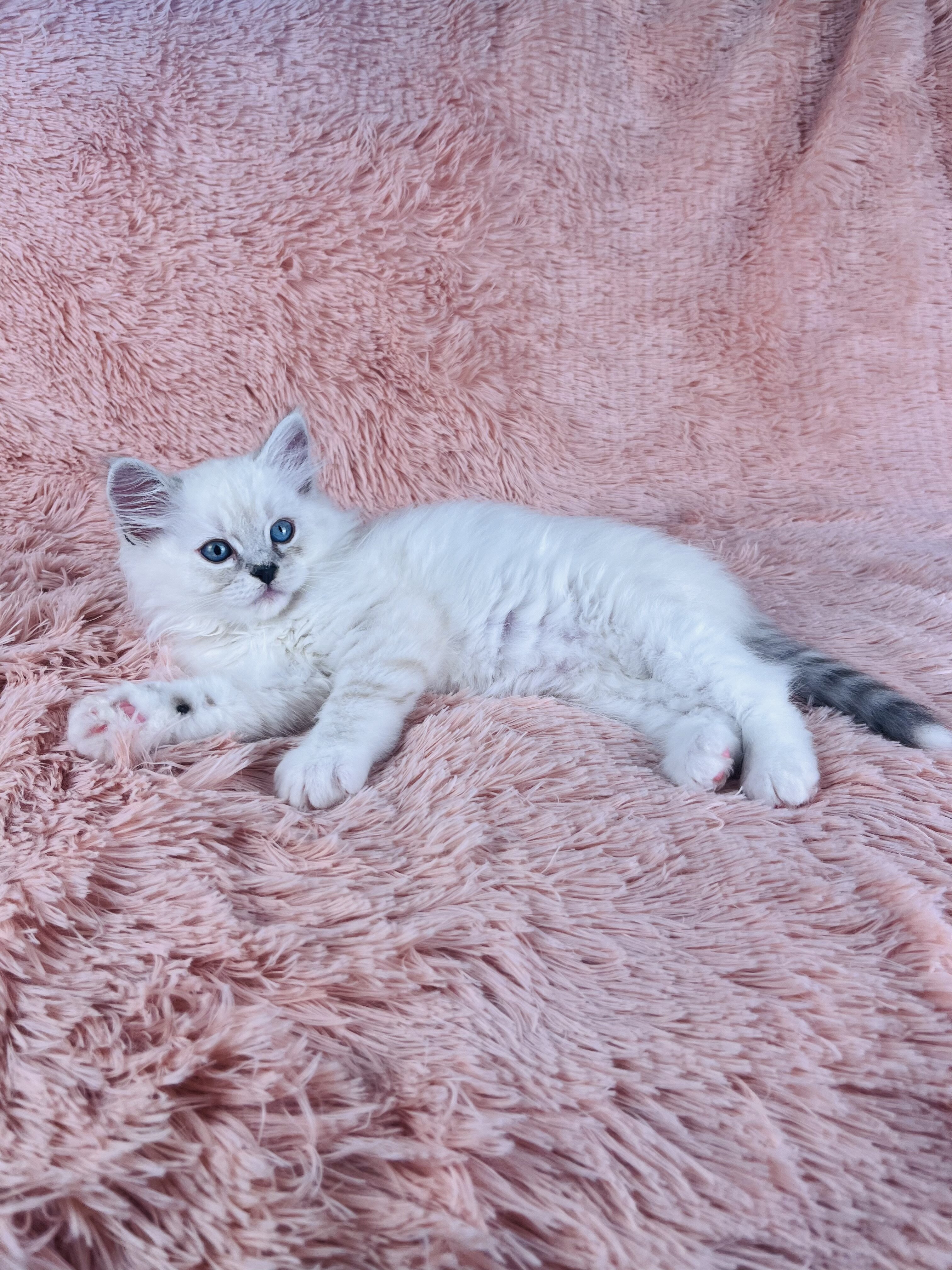Fluffy & Cuddly RagaMuffin Kittens image 4