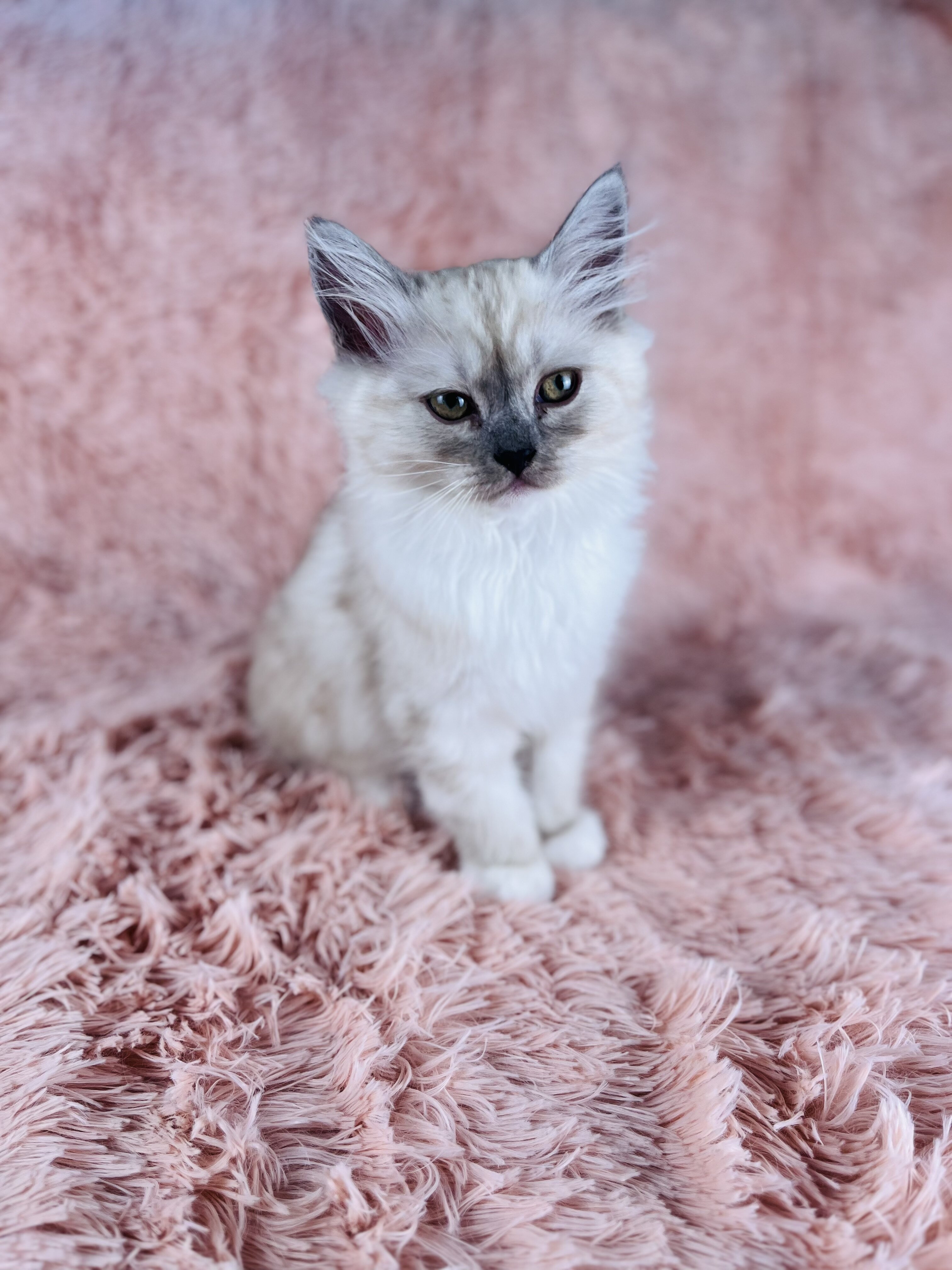 Fluffy & Cuddly RagaMuffin Kittens image 3