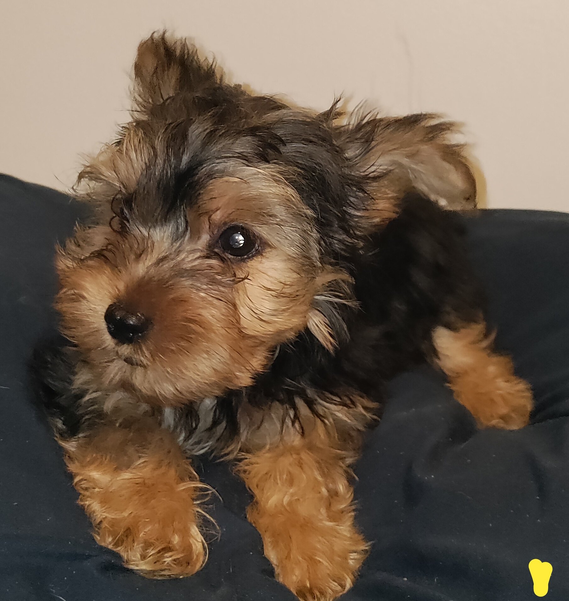Yorkshire terrier puppy female image 4