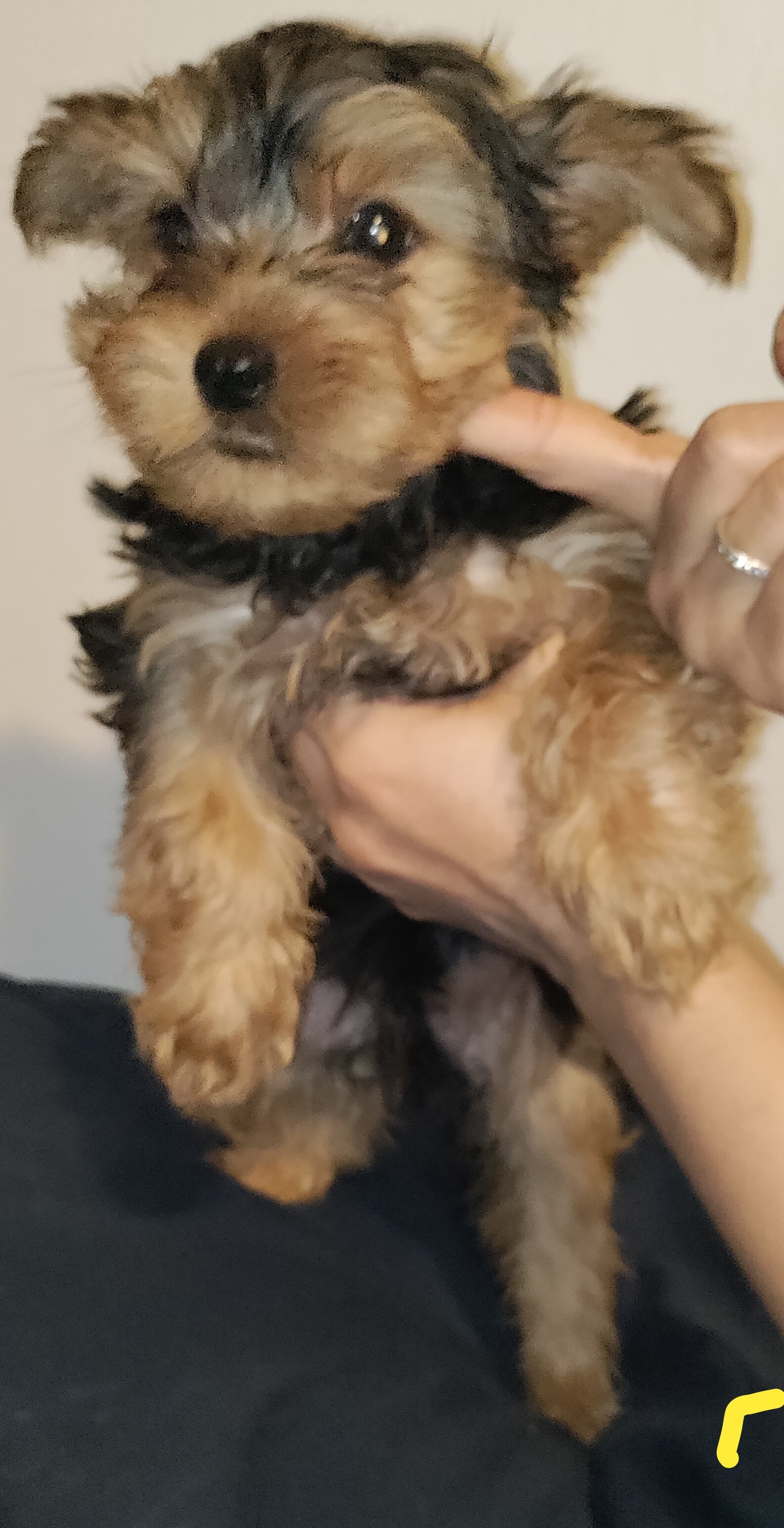 Yorkshire terrier puppy female image 3