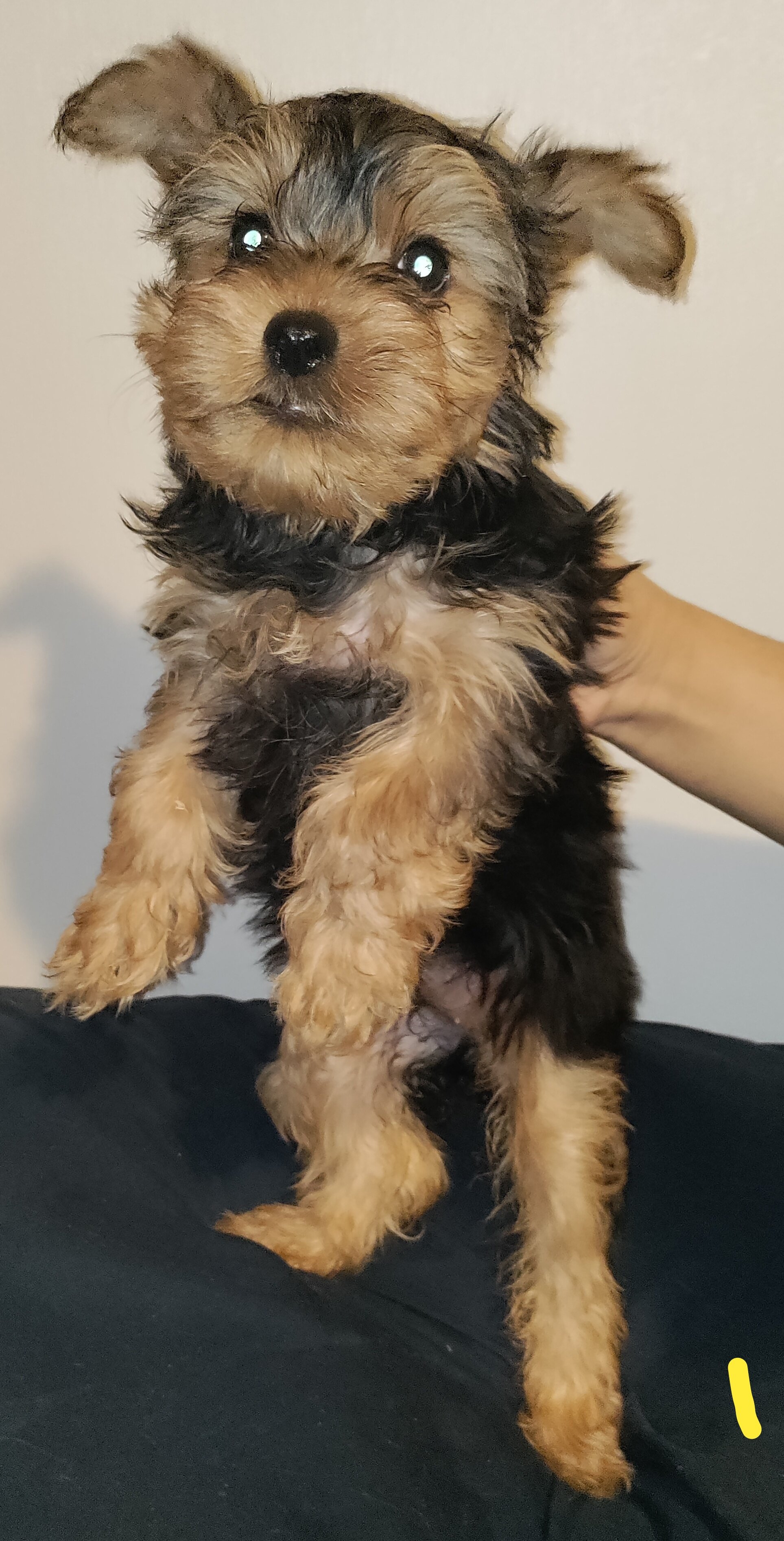 Yorkshire terrier puppy female image 1