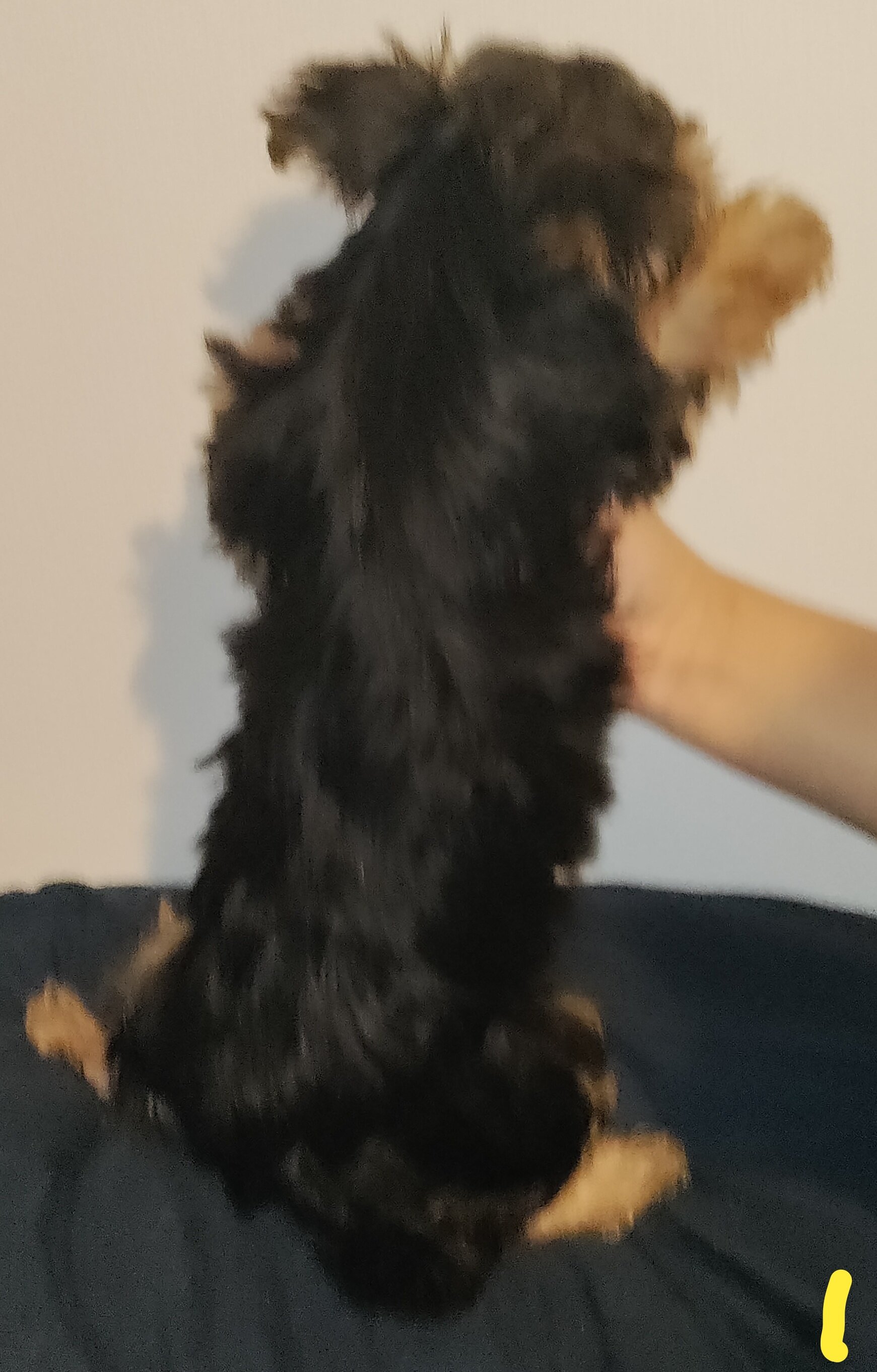 Yorkshire terrier puppy female image 2
