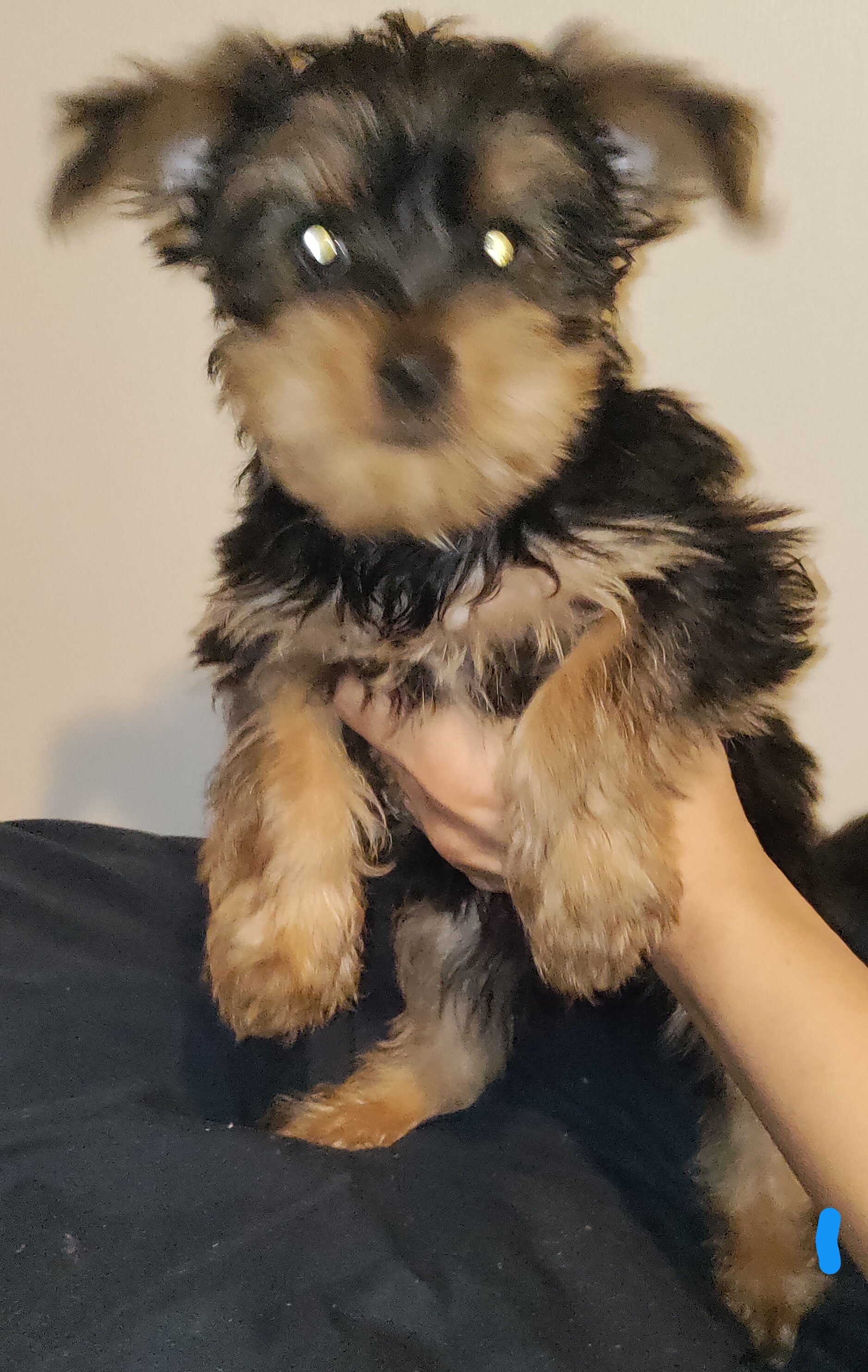 Yorkshire terrier puppy male image 3