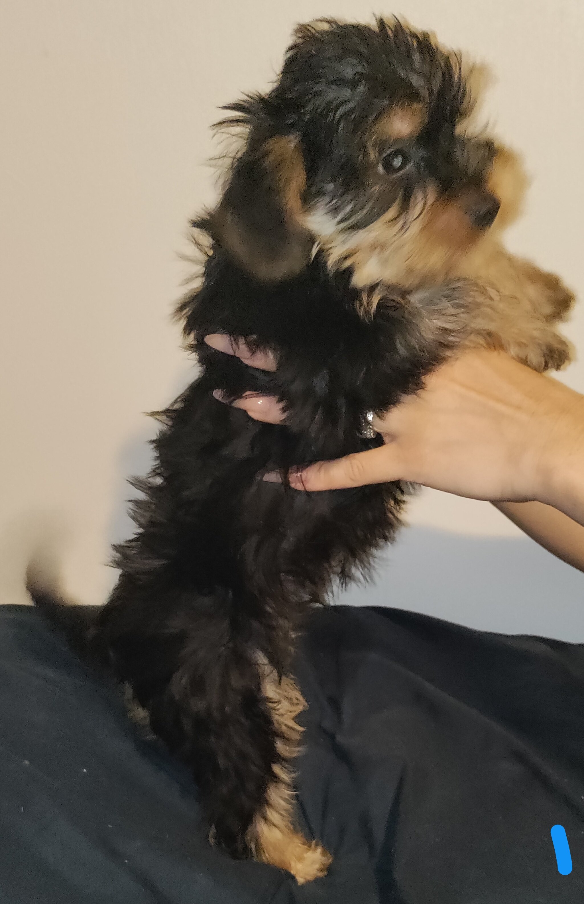 Yorkshire terrier puppy male image 4